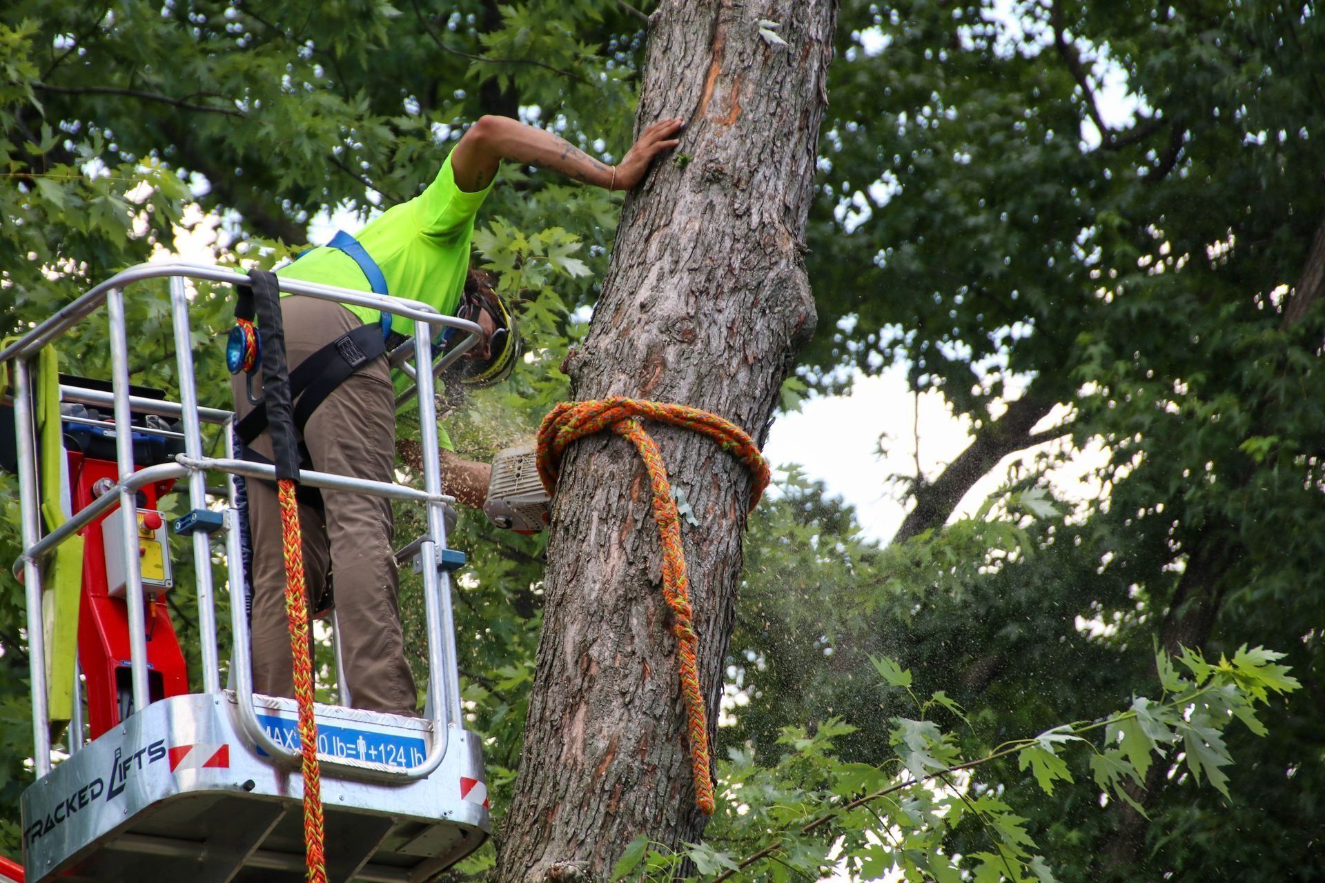 Arborist in a lift bucket, secured to a tree with a rope. He wears a safety harness and high-visibility vest.