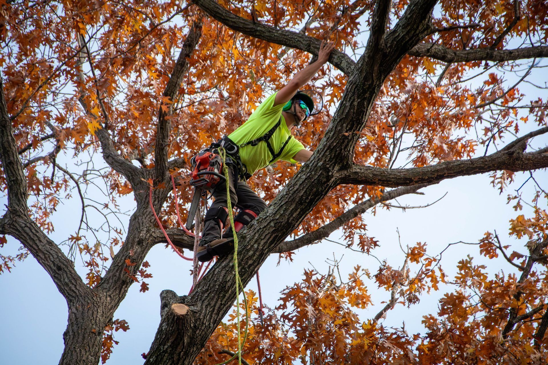 Arborist in a tree with orange fall foliage, wearing safety gear and climbing.