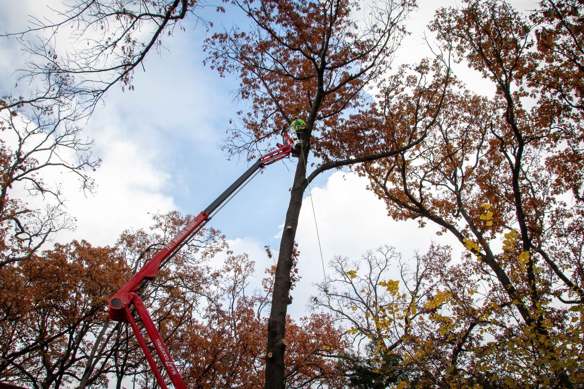 A tree is being trimmed by a worker in a cherry picker, autumn leaves, against a cloudy sky.