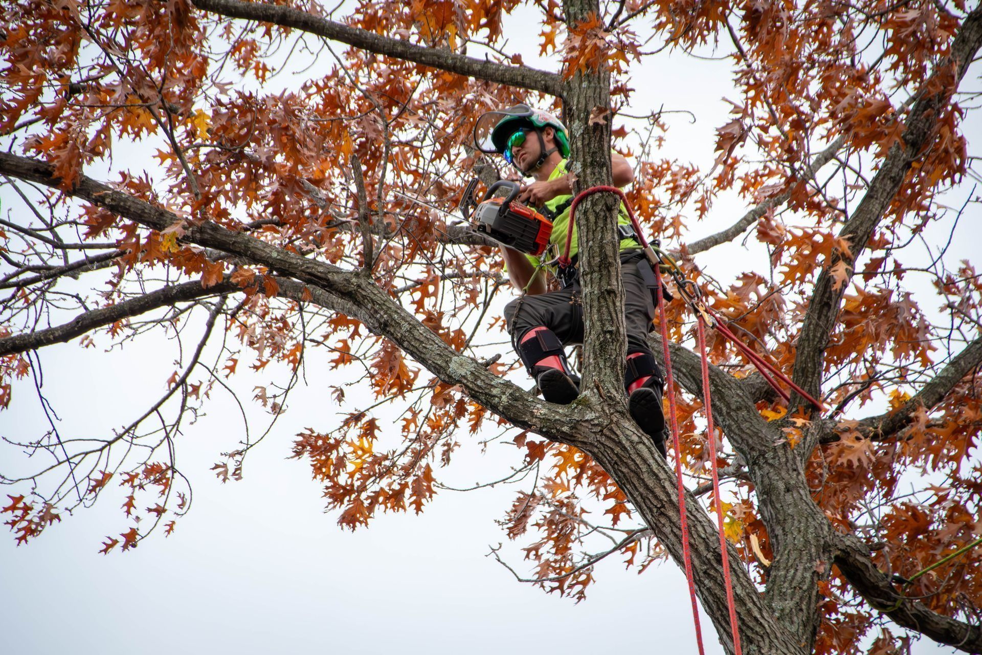 Arborist in a tree with orange leaves, using a chainsaw. Wearing safety gear. Cloudy sky background.