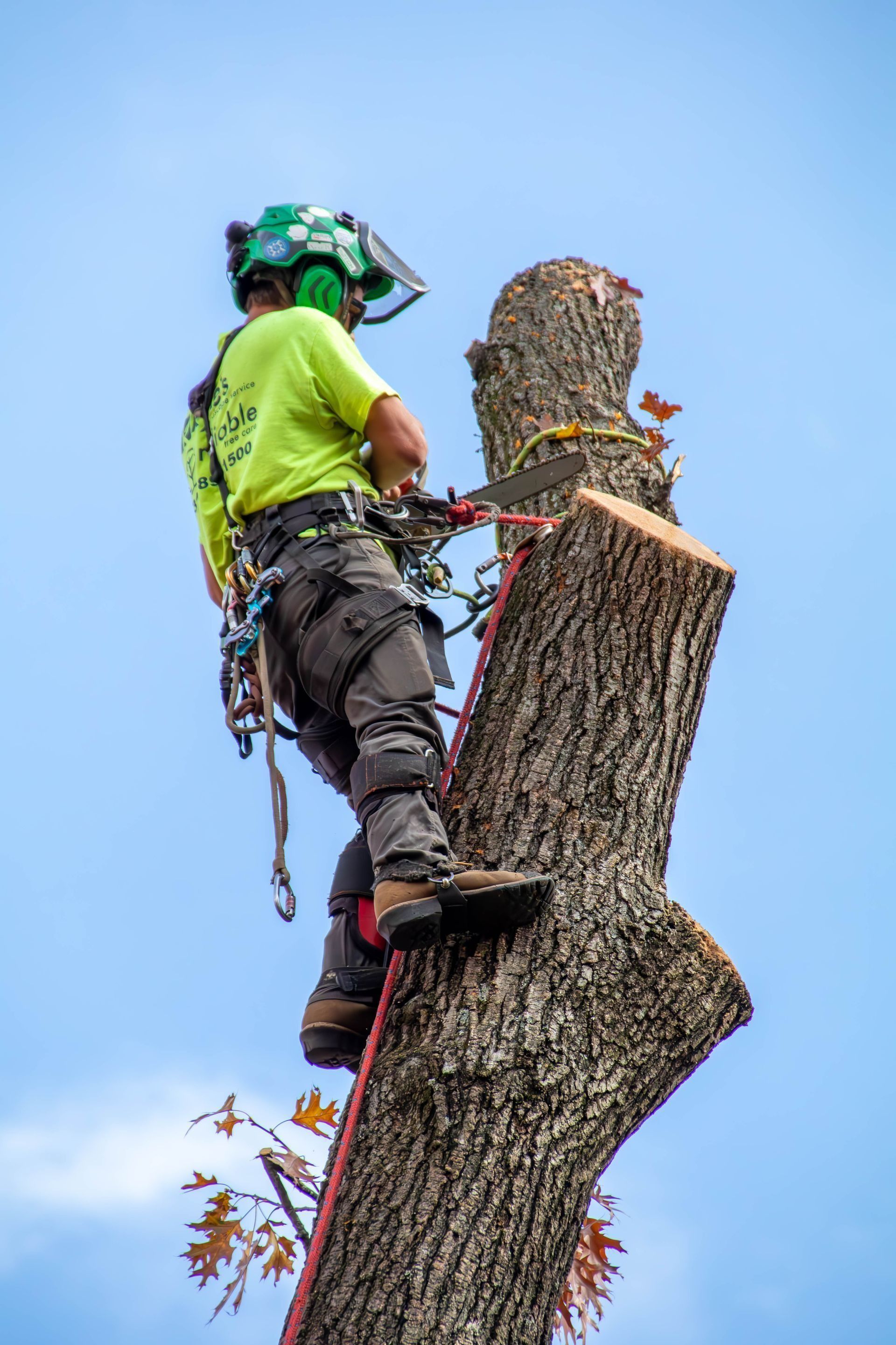 Arborist cutting a tree trunk. Wearing safety gear, standing on a branch, chainsaw in hand, against a blue sky.