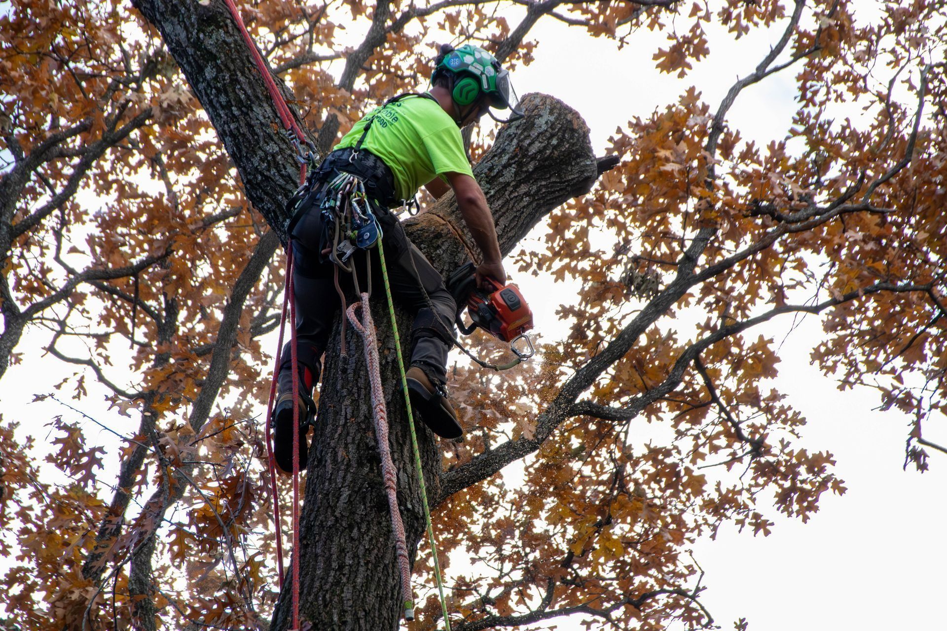 Arborist in safety gear uses a chainsaw to cut a tree branch.  Brown leaves, cloudy sky.