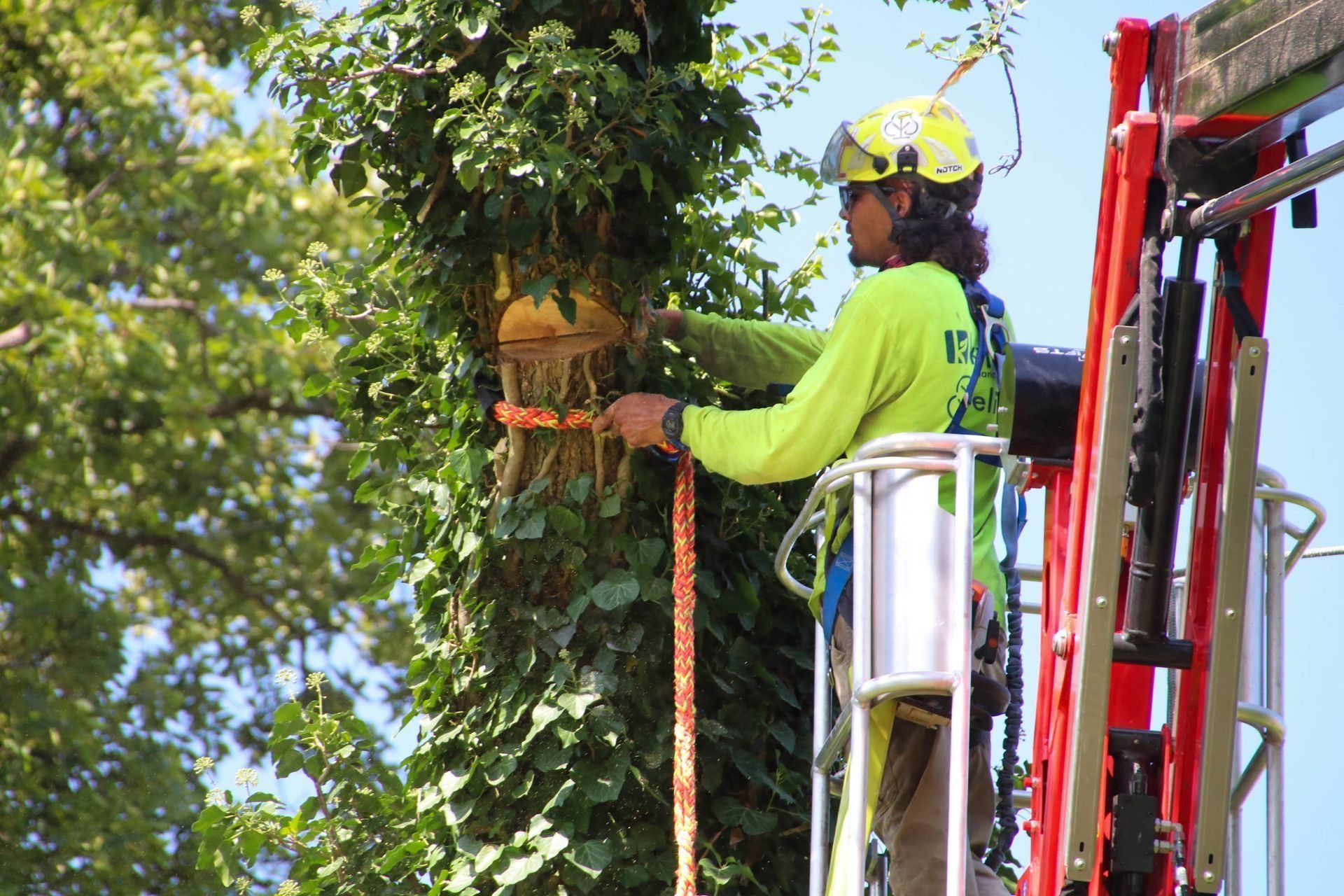 Arborist in a lift trimming a tree covered in vines, wearing a hard hat and safety gear.
