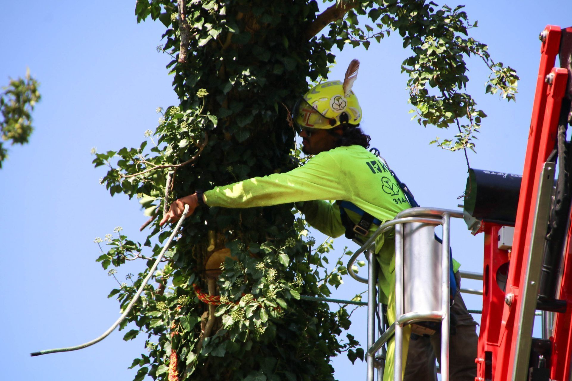 A tree worker in a lift prunes branches with a rope against a blue sky.