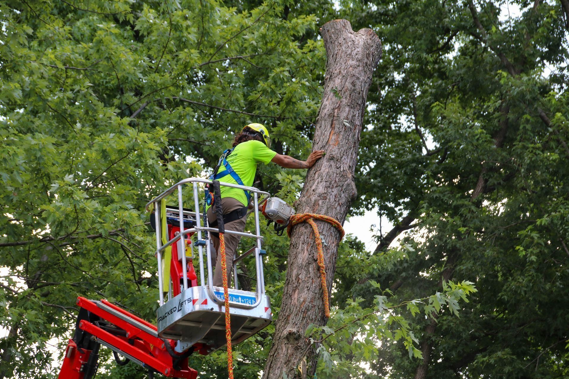Arborist in lift bucket, cutting tree trunk with chainsaw. Rope securing trunk, green safety gear, forest background.