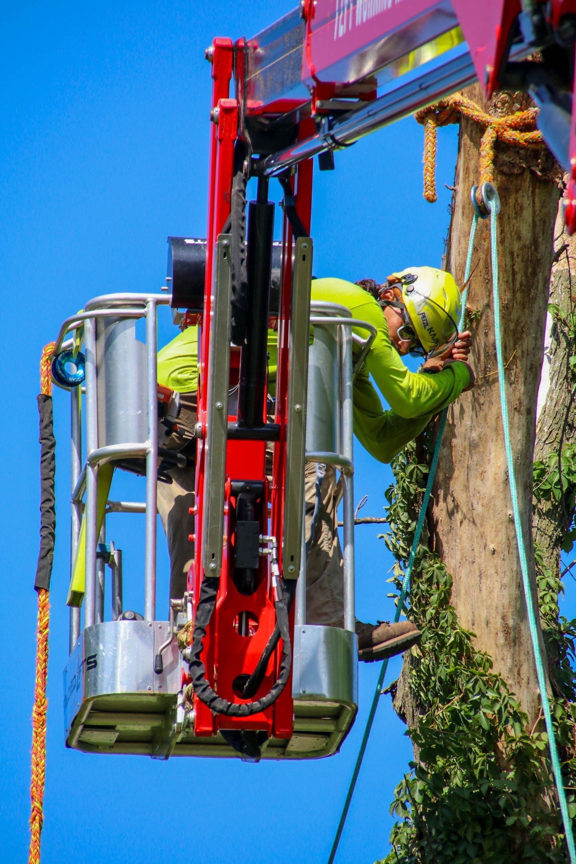 A person in a safety harness trimming a tree from an aerial lift platform.