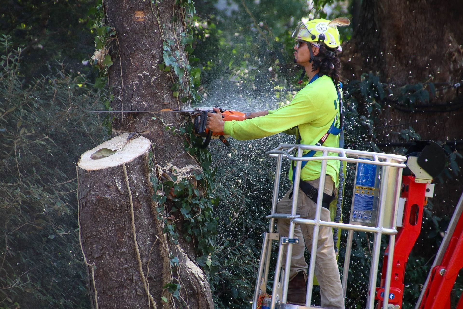 Arborist using a chainsaw from a lift platform, cutting a tree trunk outdoors. Yellow safety gear.