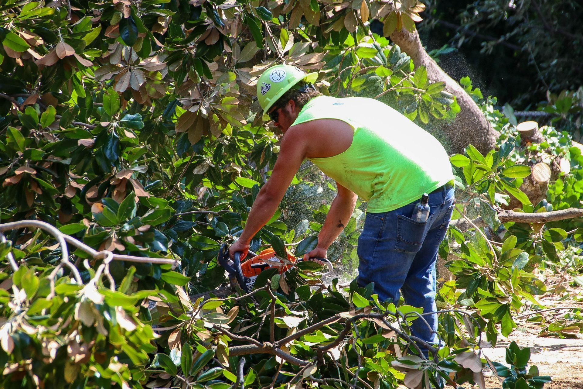 Arborist cuts tree branches with a chainsaw, wearing a neon green shirt and hard hat, surrounded by greenery.