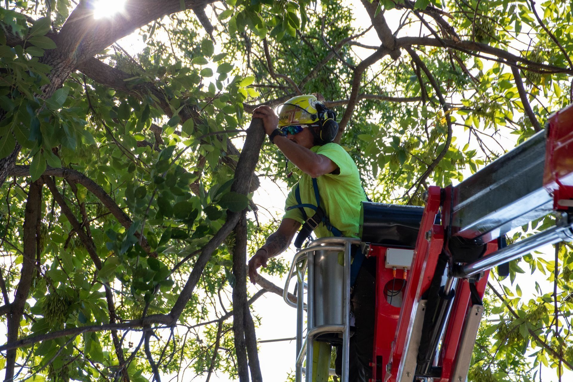 Arborist in a lift truck trimming tree branches with a saw, sunny day.