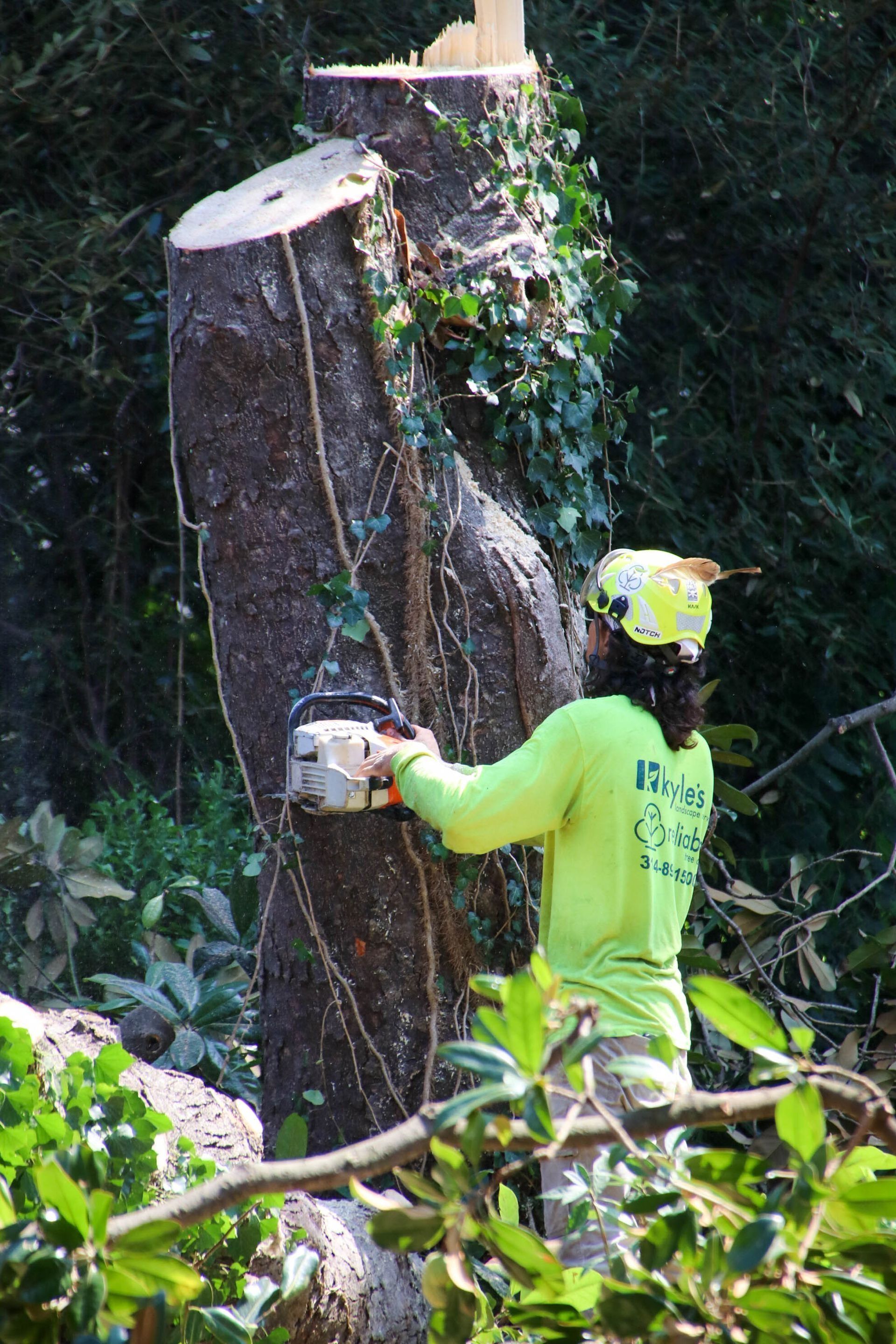 Arborist with chainsaw cutting a tree trunk covered in ivy.