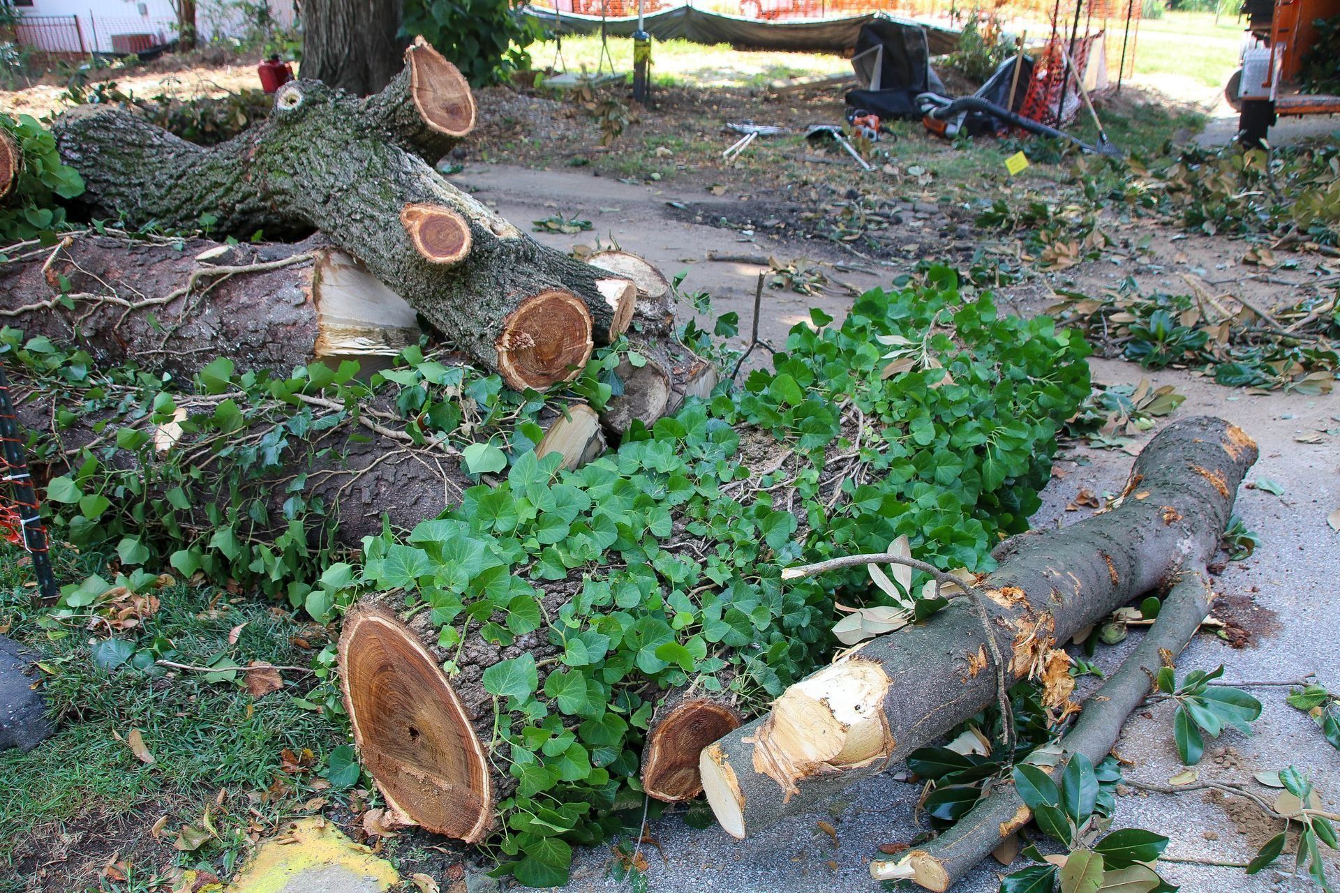 Felled tree trunks and branches on the ground, with greenery, and a few yard tools in background.