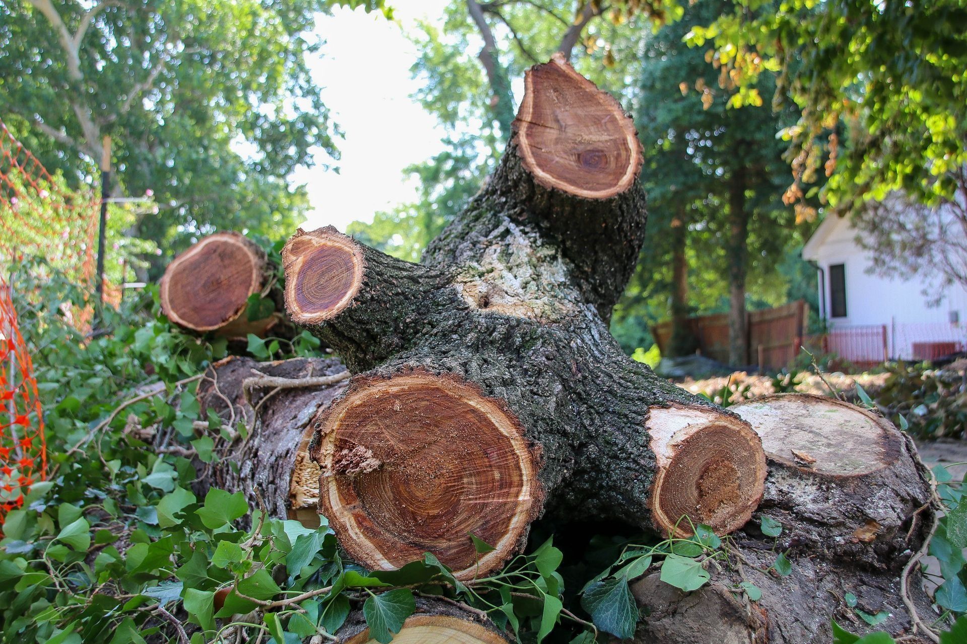 Cut tree trunk with exposed wood rings, surrounded by leaves, outdoors.