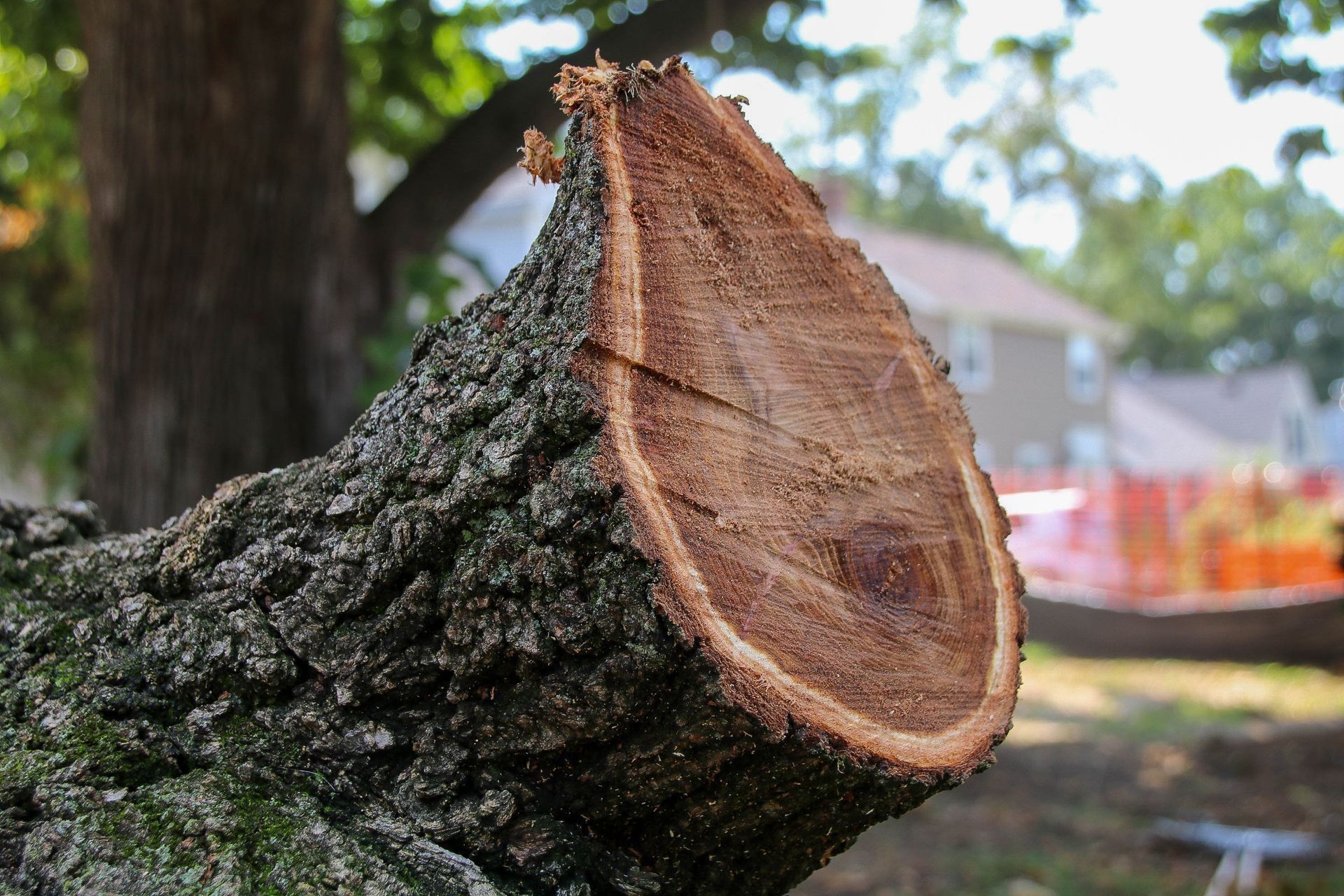 Cut tree branch, showing a cross-section of wood with rough bark.