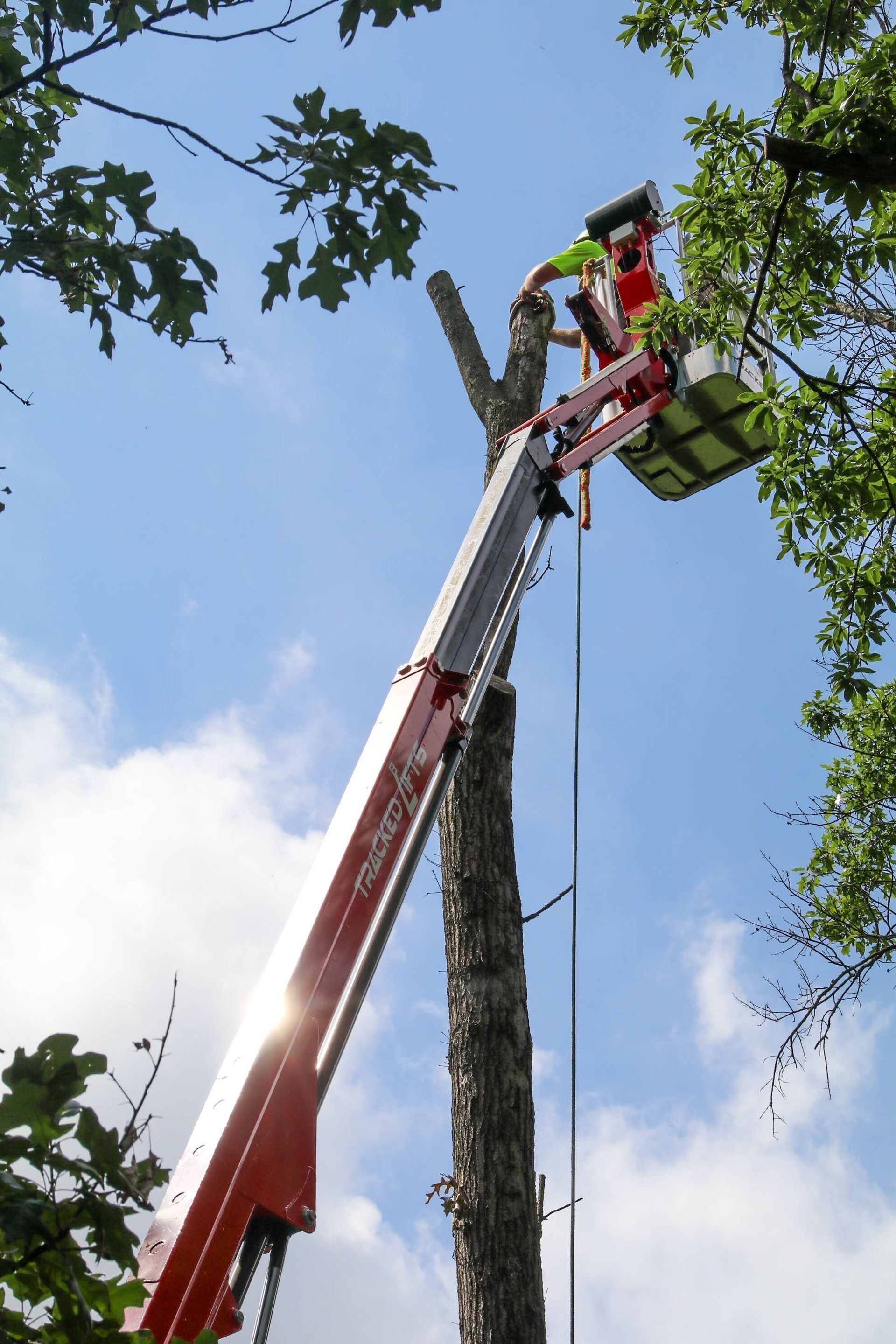 Man in lift bucket trimming tree branches against a blue sky.
