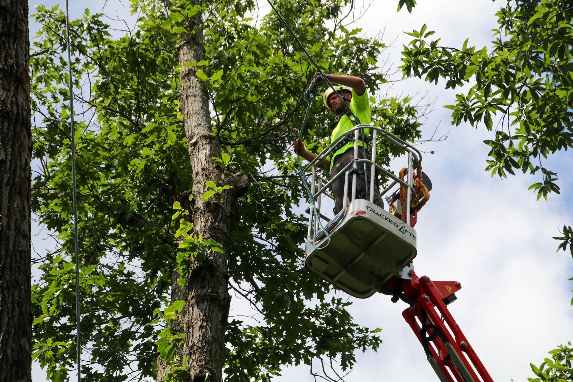 Arborist in a lift trimming a tree, wearing a safety vest and helmet, sunny day.