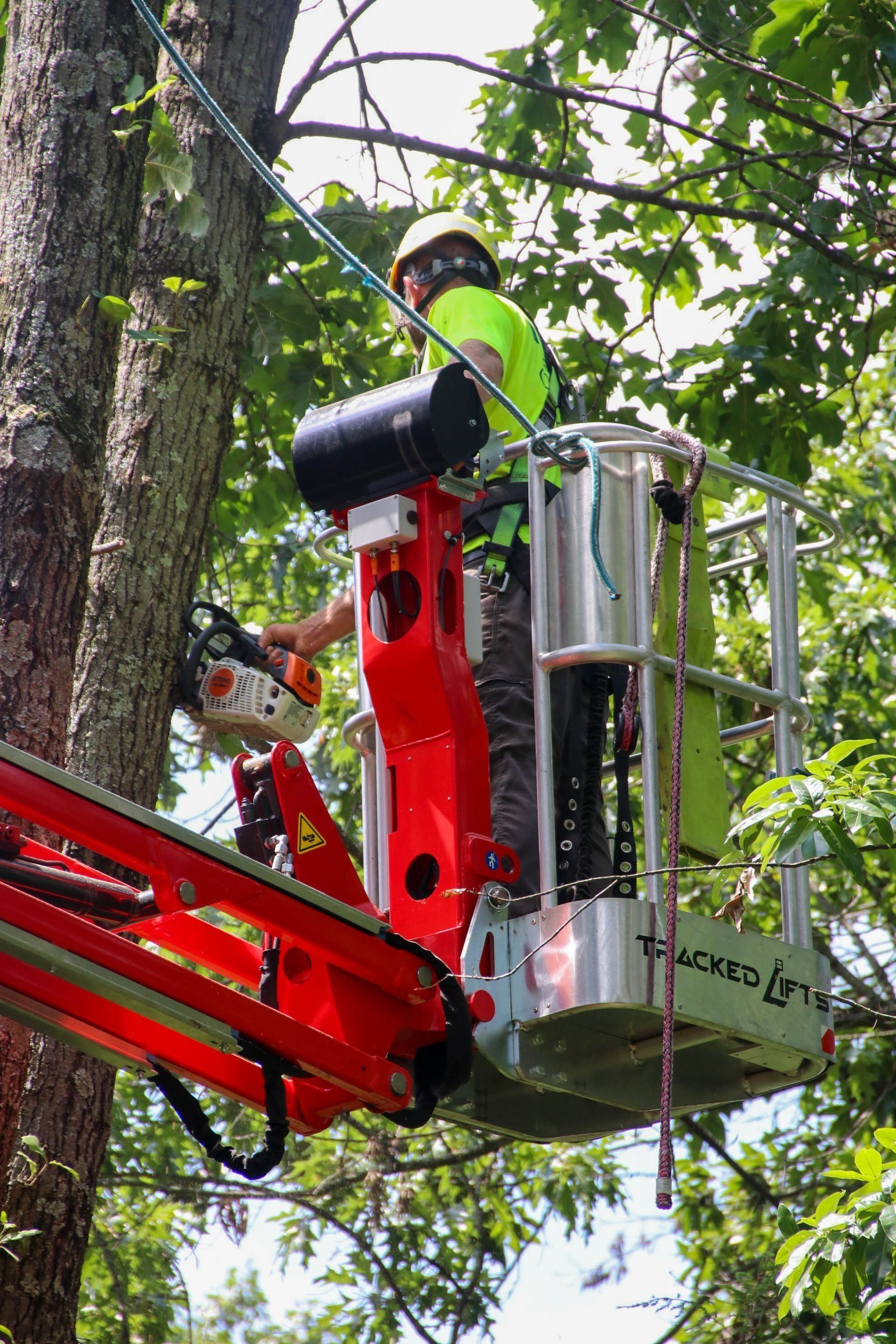 Tree service worker in a lift basket using a chainsaw, cutting a tree. Green shirt, hard hat, outdoors.