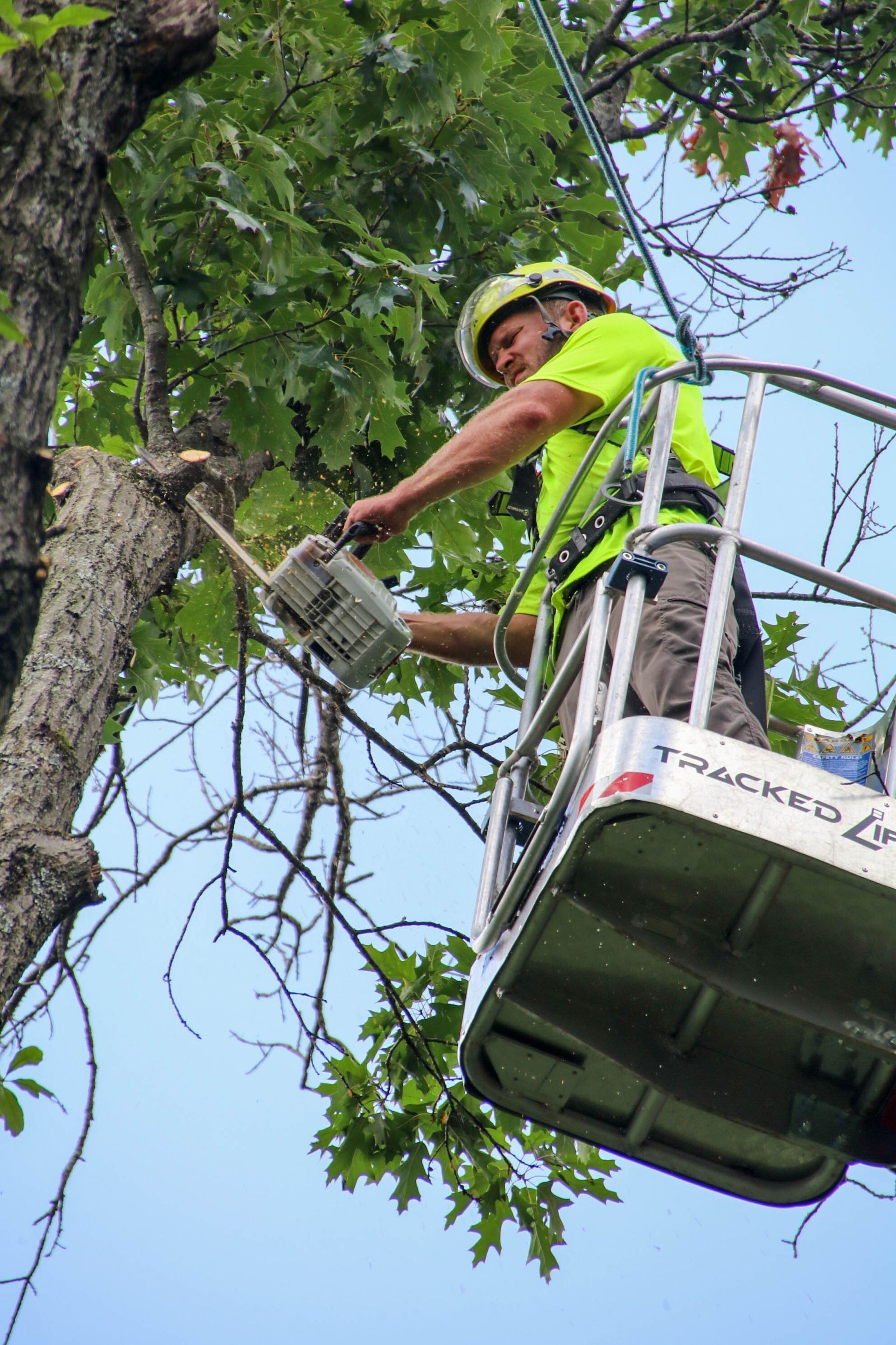 Arborist in a lift bucket pruning a tree with a chainsaw, wearing a helmet and safety vest.
