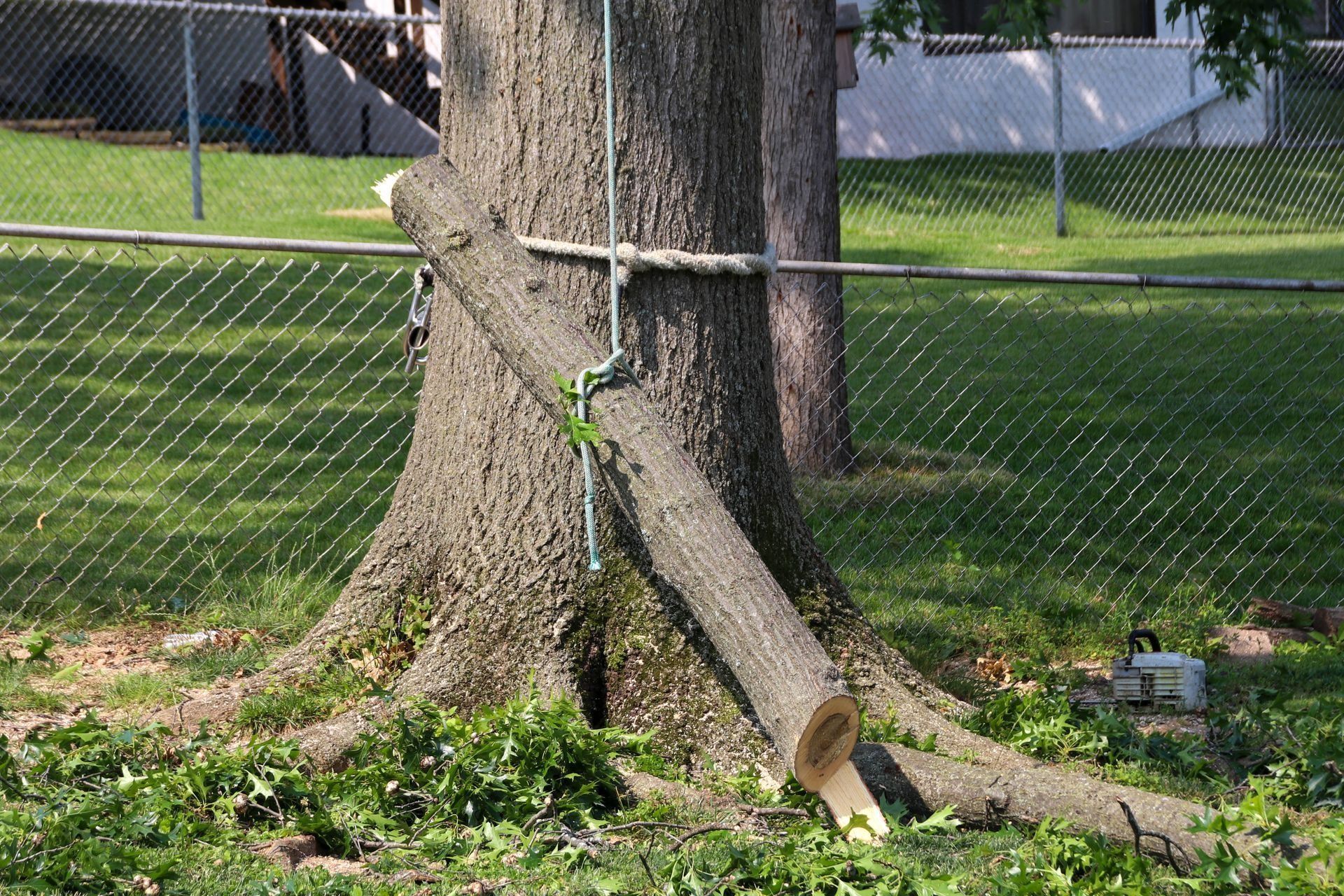 Tree trunk with a cut branch, rope tied around it, by a chain-link fence.