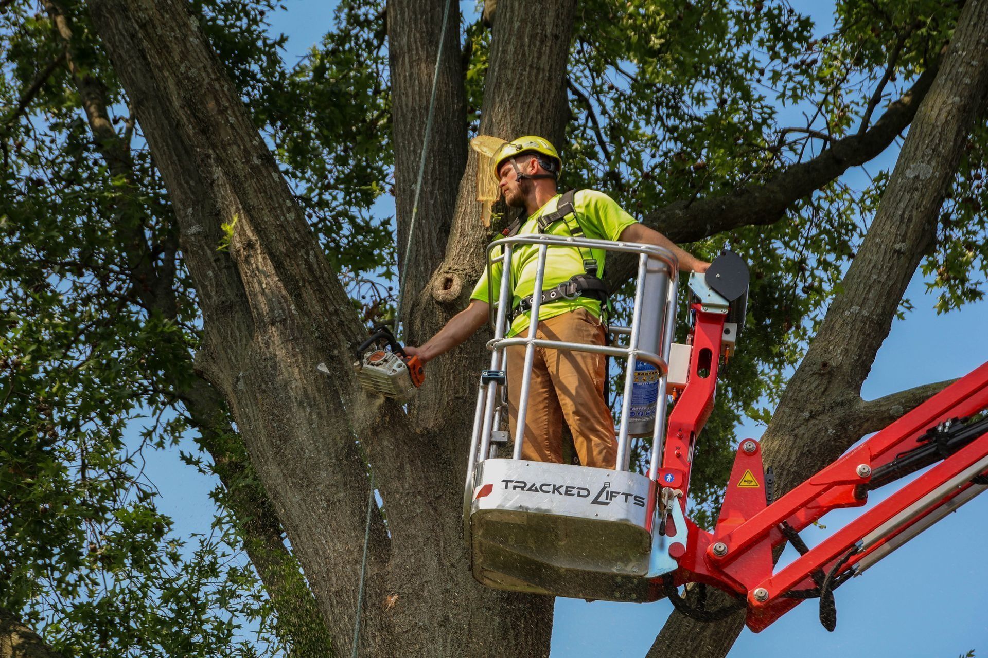 Arborist in a lift bucket, trimming a large tree with a chainsaw.