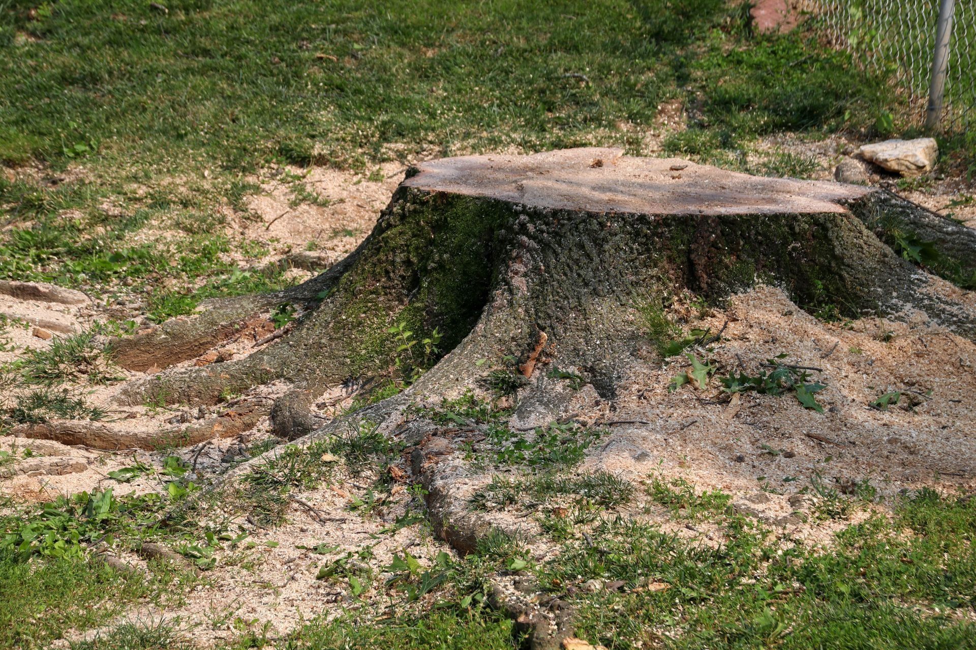 Tree stump in a grassy area, surrounded by wood shavings.