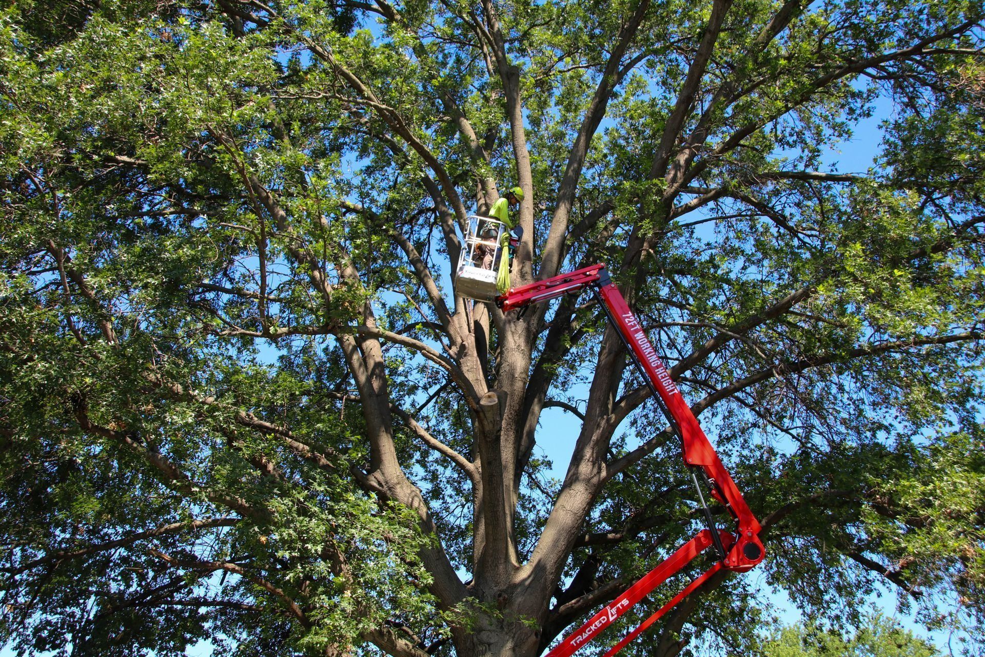 A tree worker in a lift basket is pruning a large tree, blue sky background.