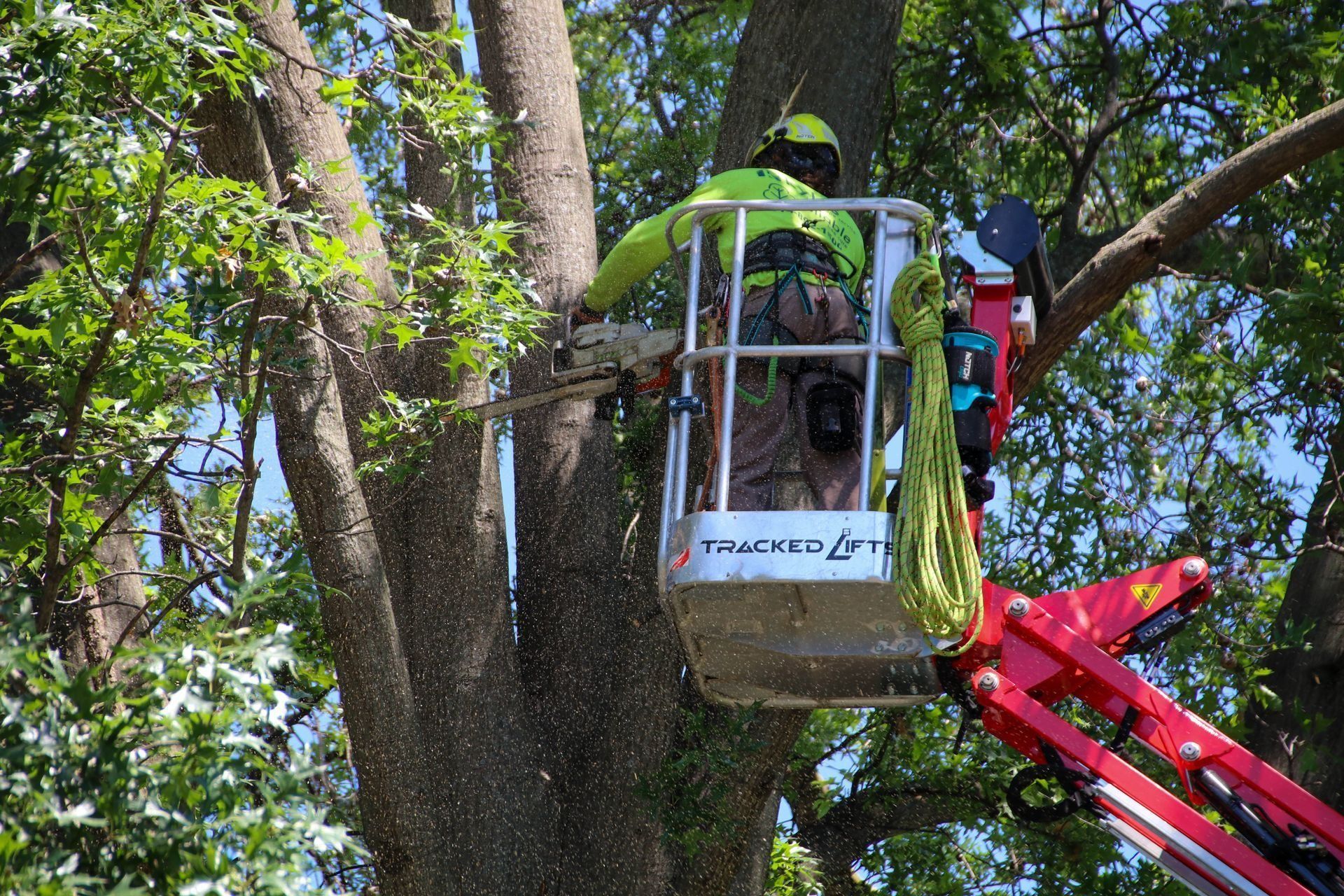 A person in a lift cuts a tree branch with a chainsaw. The person wears safety gear.