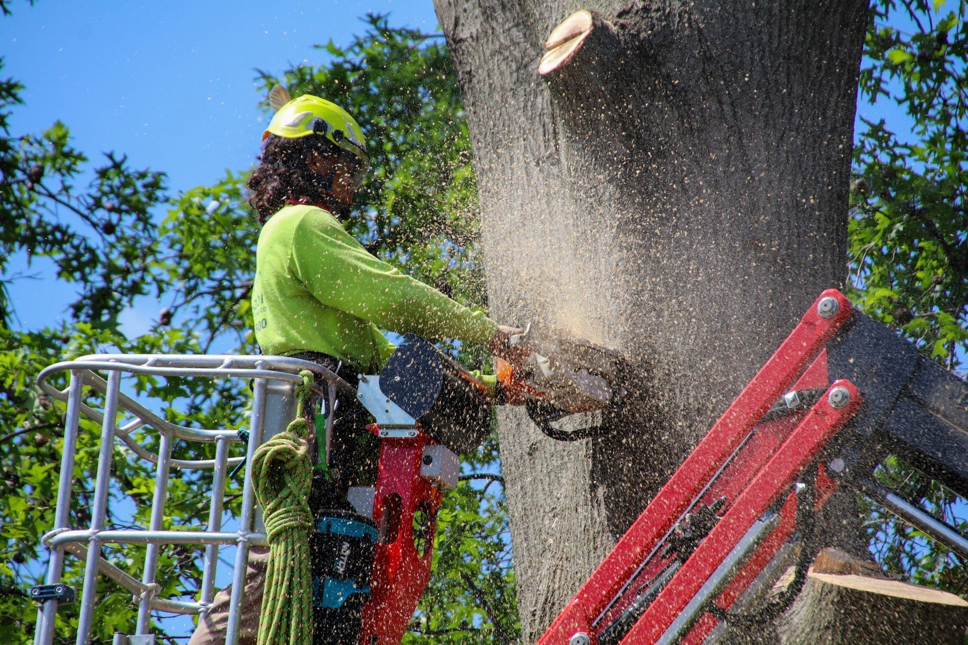 Arborist in safety gear using a chainsaw to cut a tree branch.