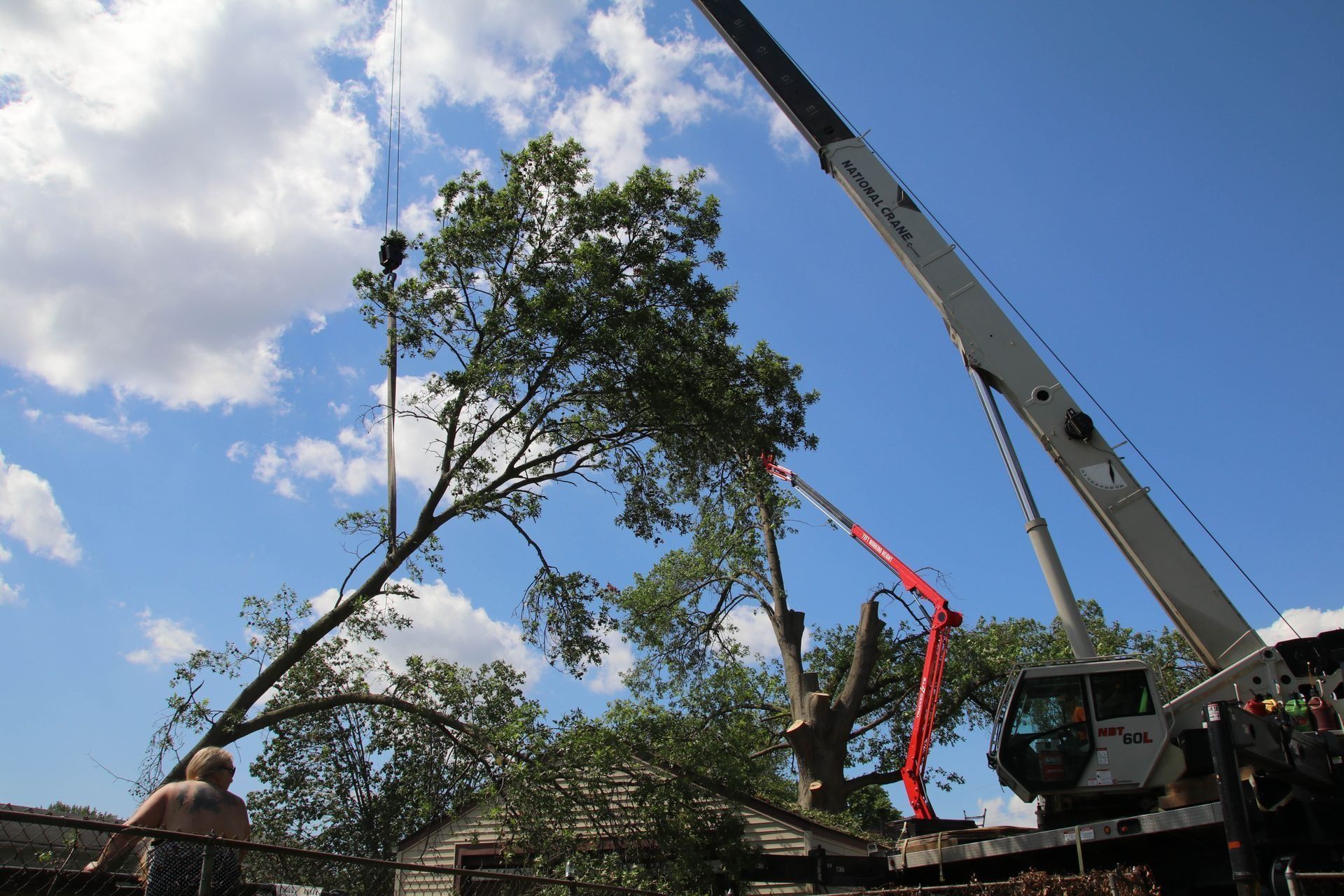A crane removing a tree from a building on a sunny day.