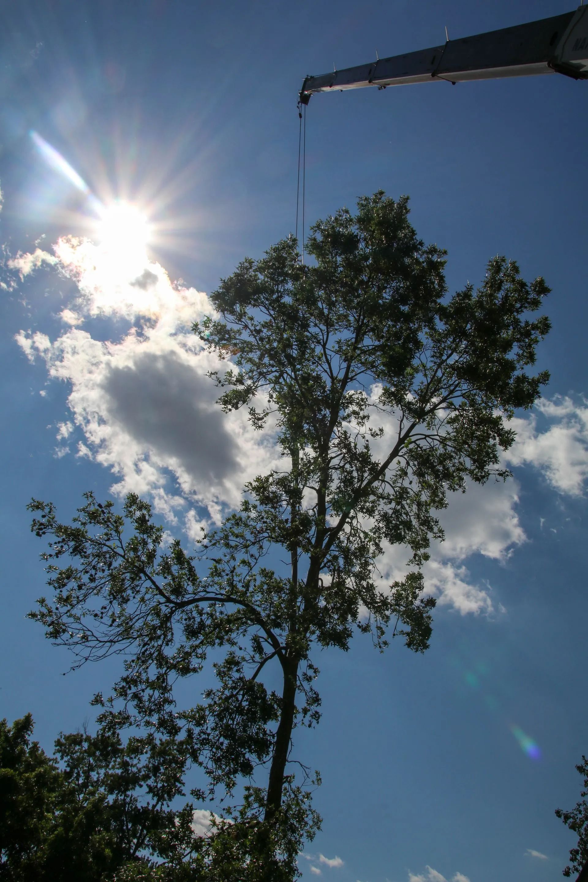 Tree being lifted by crane against a bright sun and blue sky with clouds.