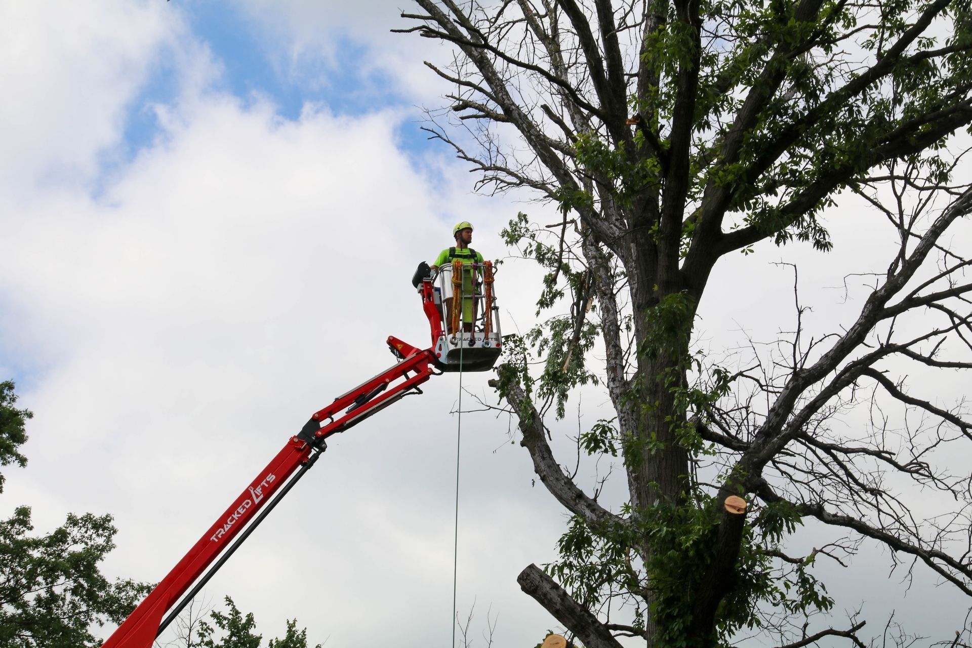 Arborist in a red lift trimming a large tree under a cloudy sky.
