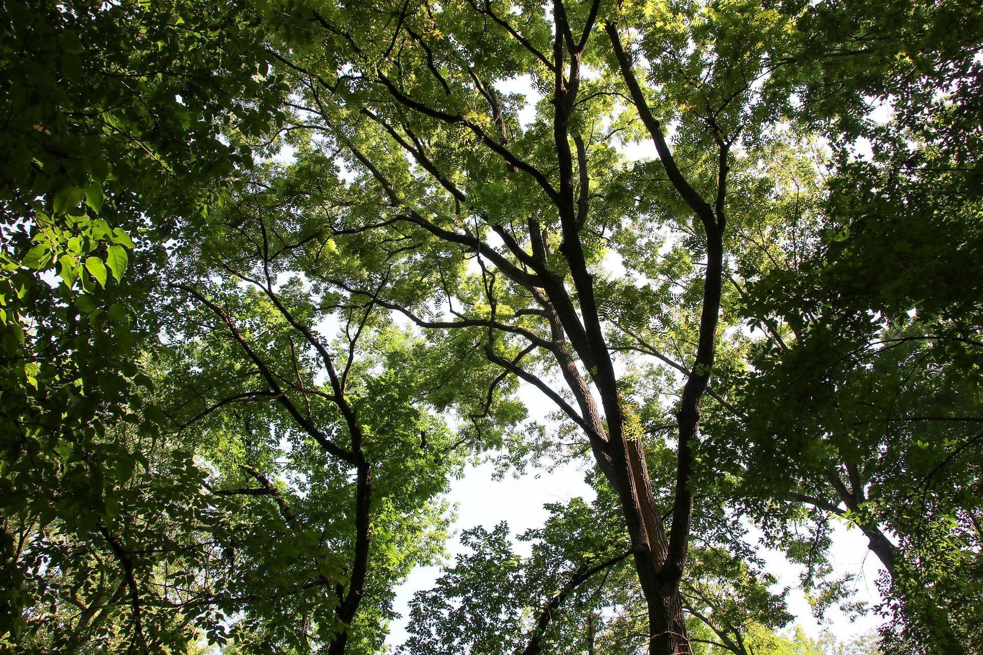 Looking up at tree canopy with sunlight filtering through green leaves.