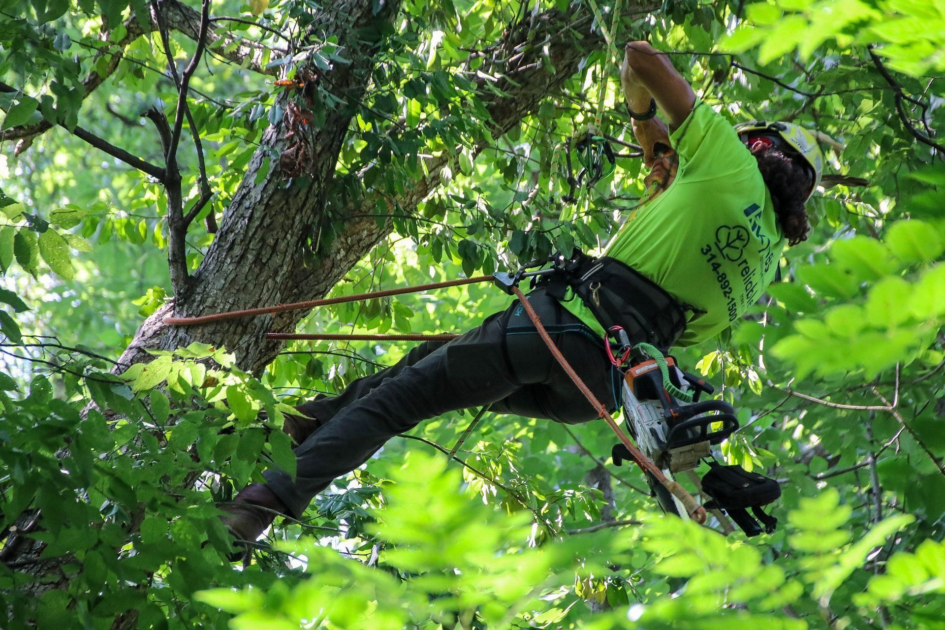 Arborist in a tree, wearing a helmet and safety harness, cutting a branch with a chainsaw.