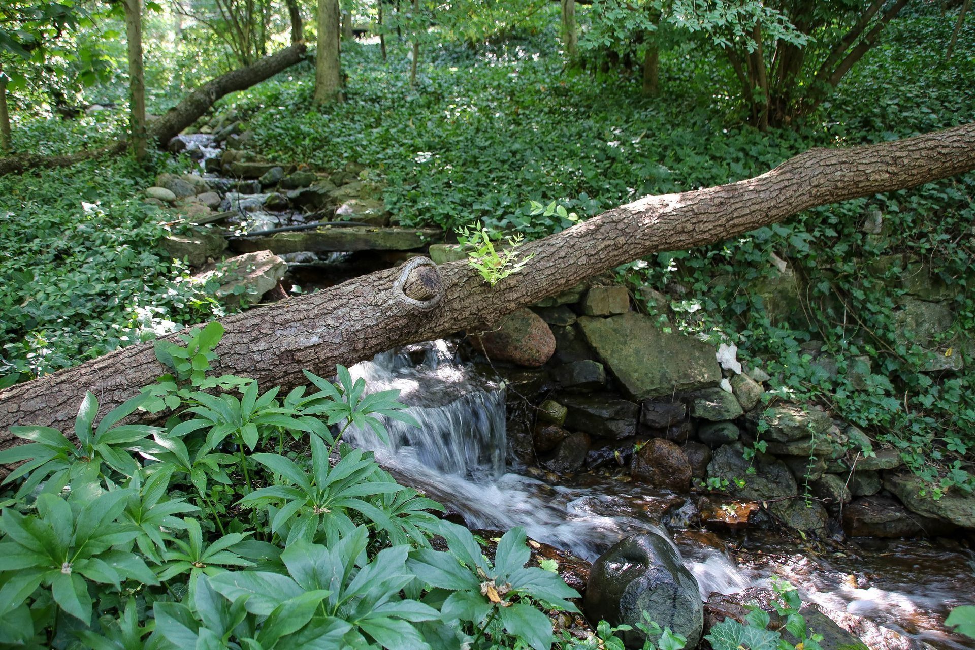 A small stream flows through a lush, green forest, with a fallen tree serving as a natural bridge.
