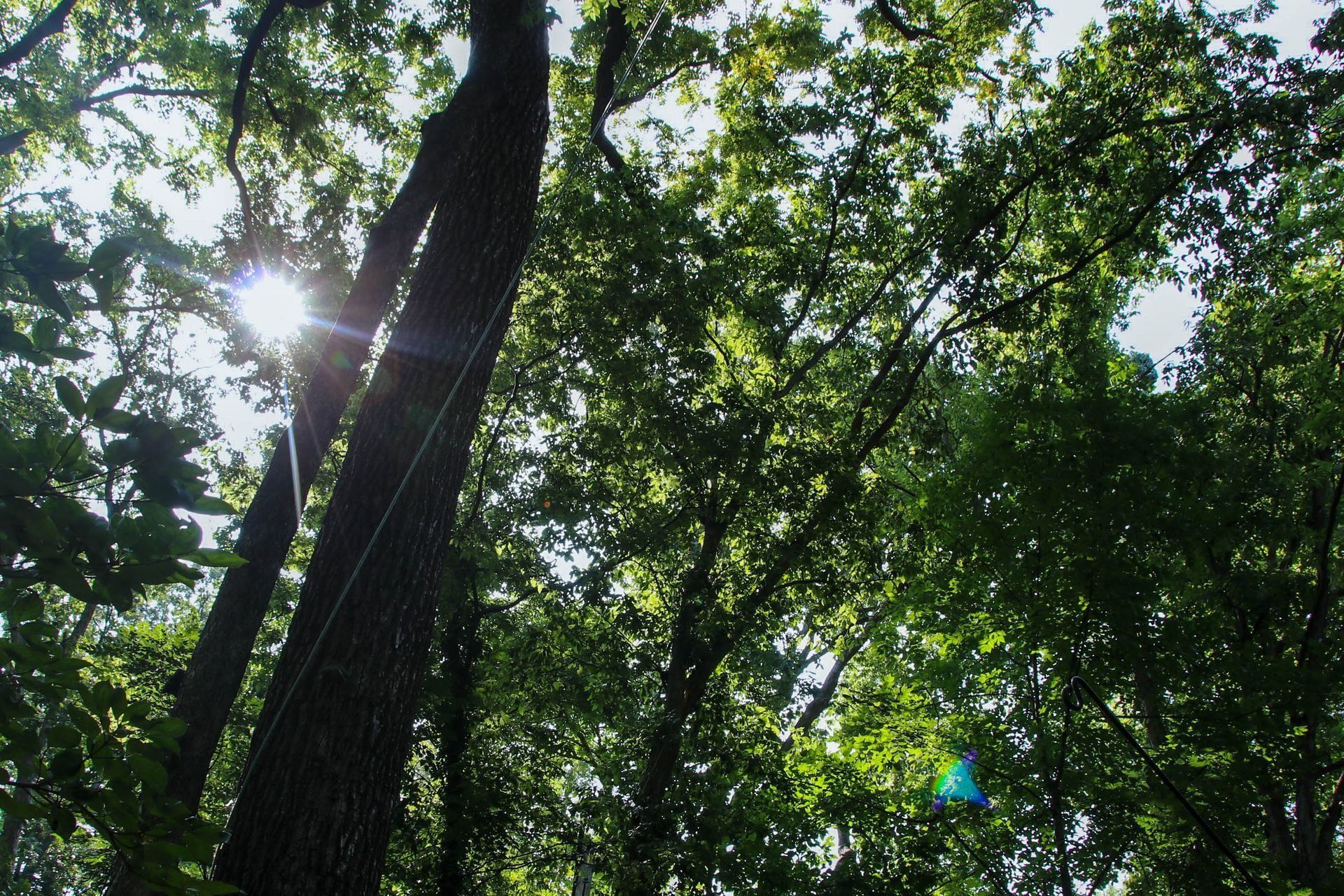 Sunlight streams through the green canopy of trees in a forest.