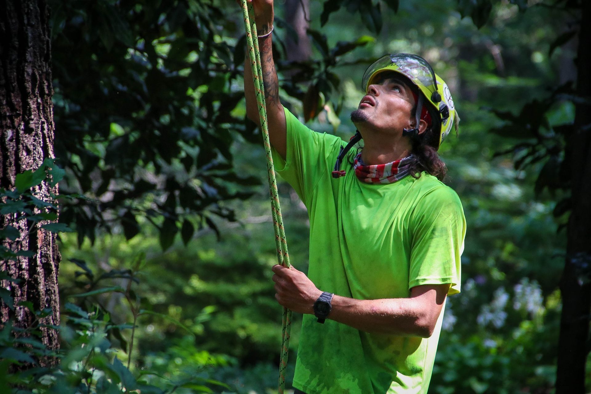 Arborist in a green shirt and helmet inspects a rope high in a tree, forest setting.