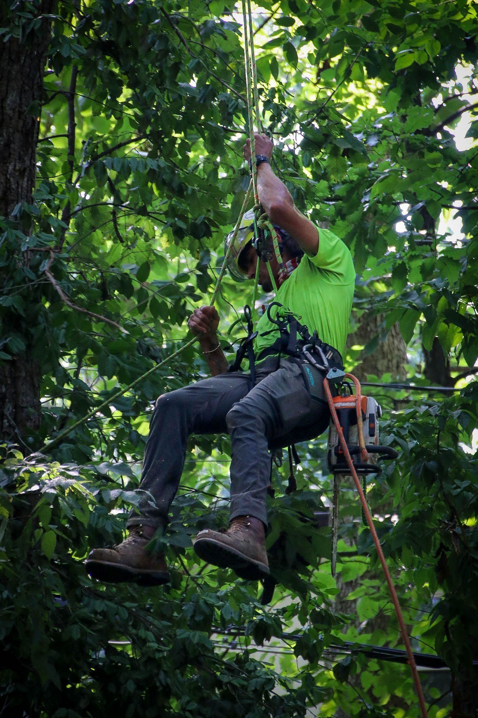 Arborist in a tree, wearing safety gear. Holding a chainsaw, surrounded by green leaves.