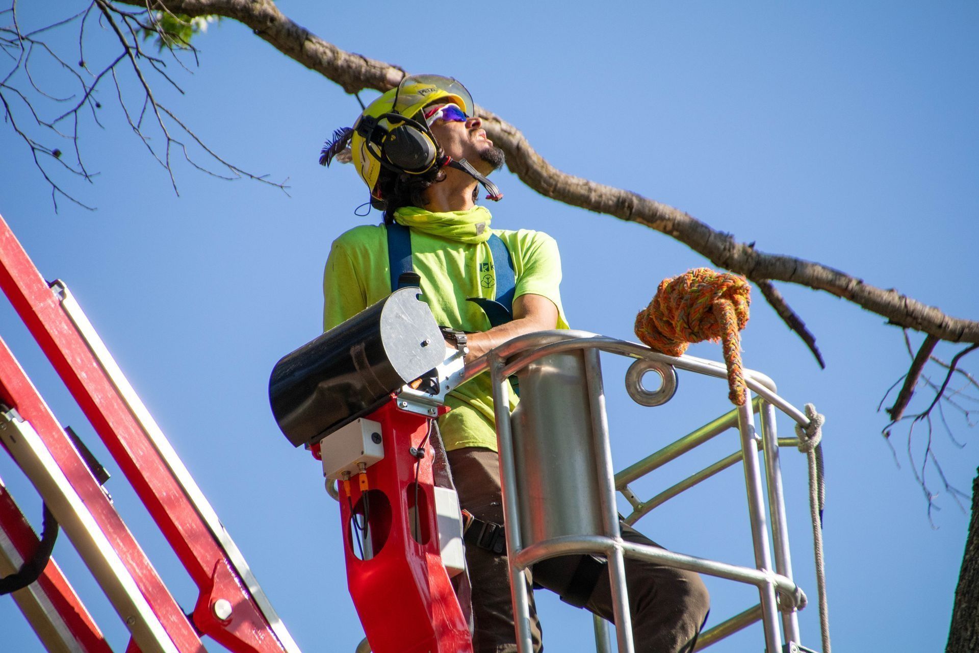 Arborist in a lift, trimming a tree branch; wearing safety gear, looking up. Bright sunlight, blue sky.