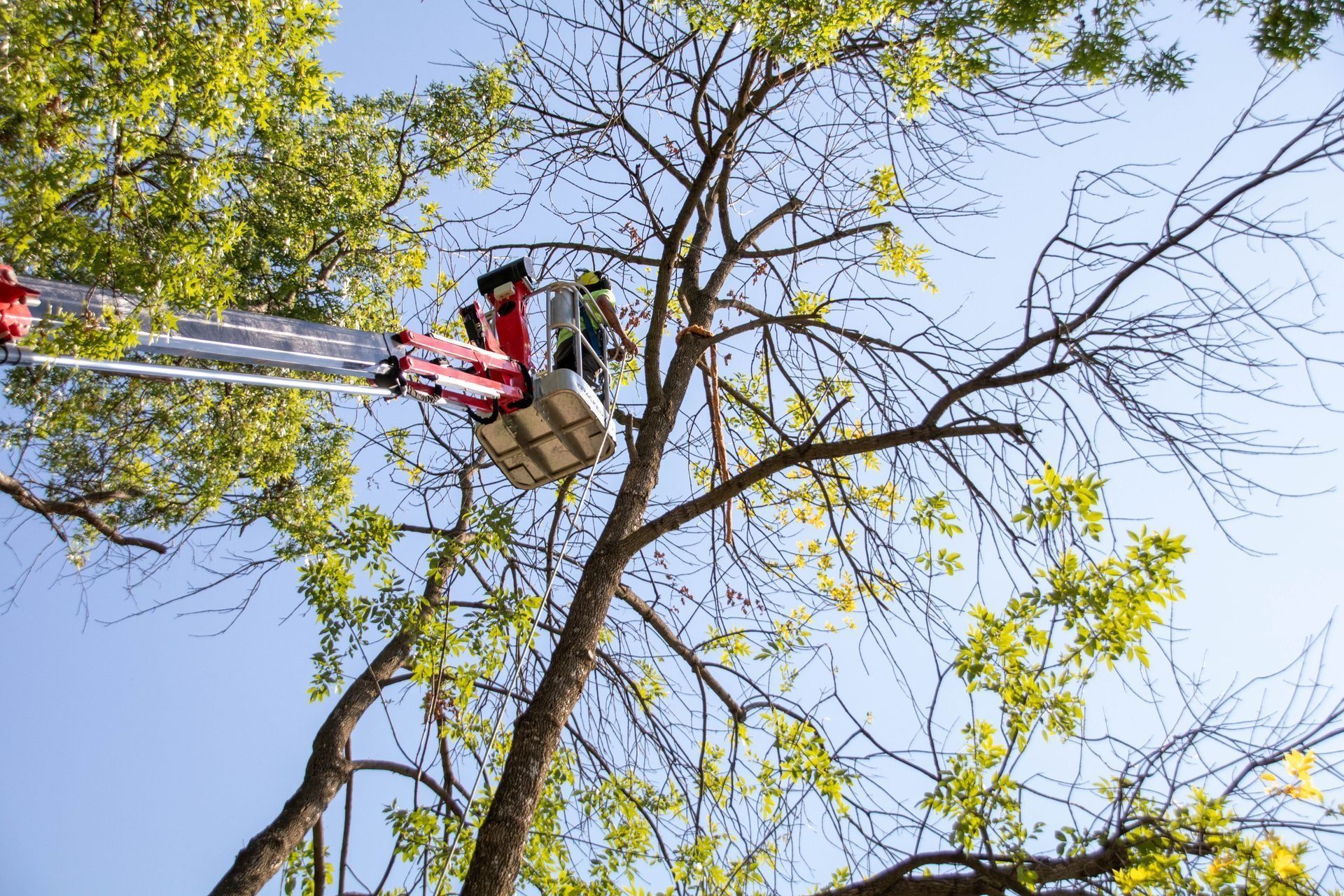 A worker in a lift trims a tree, blue sky in the background.