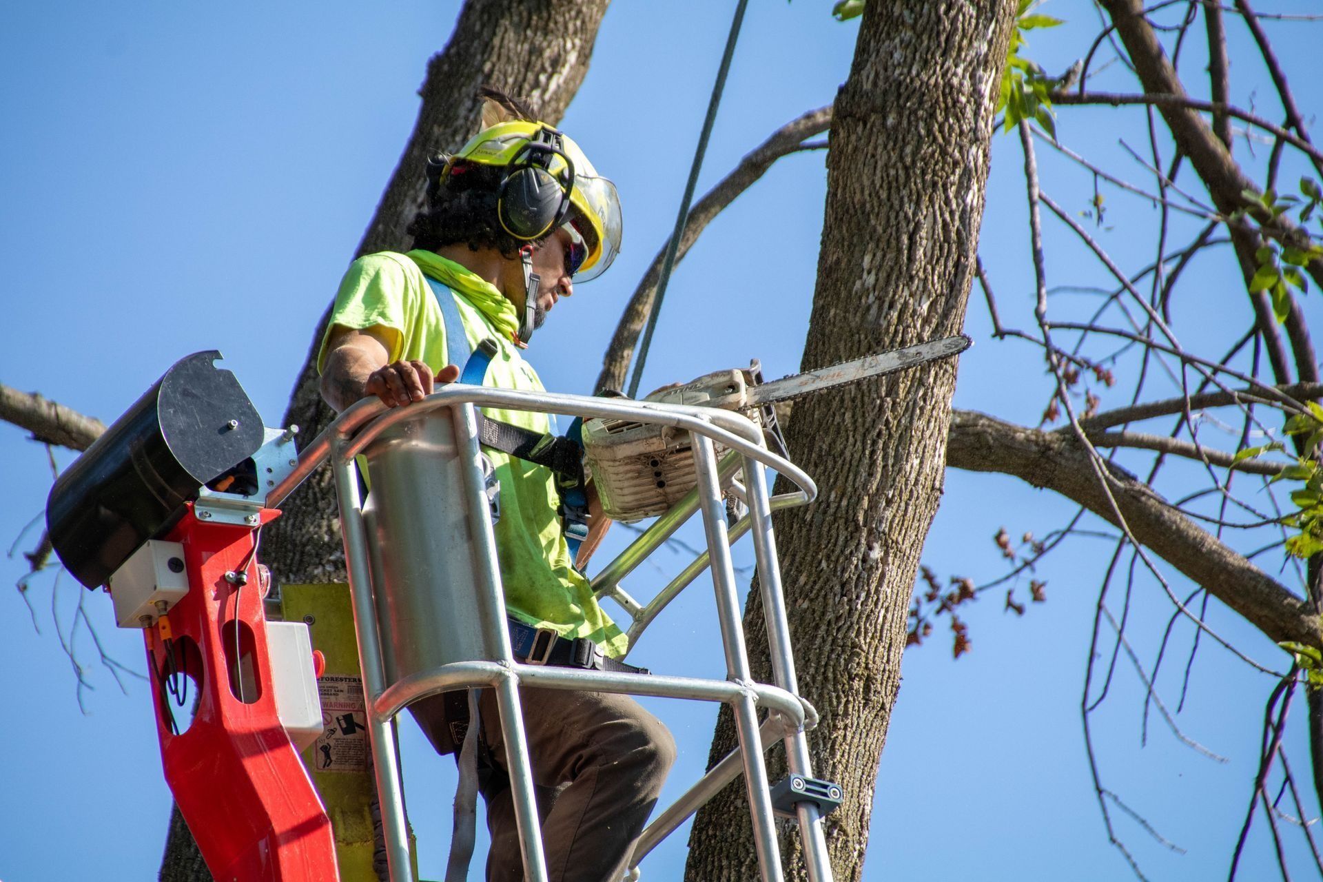 Tree worker in lift trimming tree with chainsaw.
