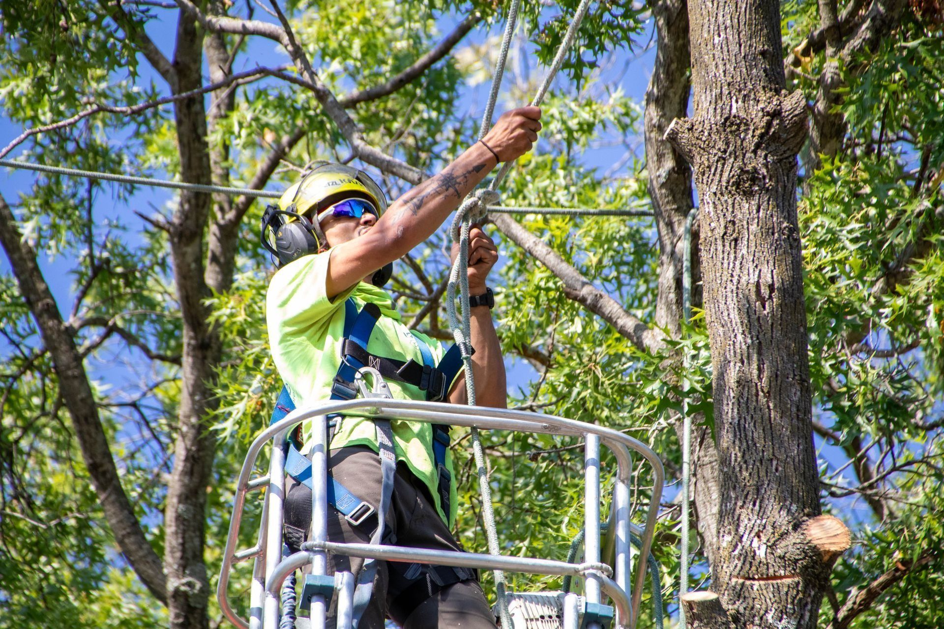 Arborist in a lift bucket uses a rope saw, tree trimming. Bright safety vest, sunny setting.