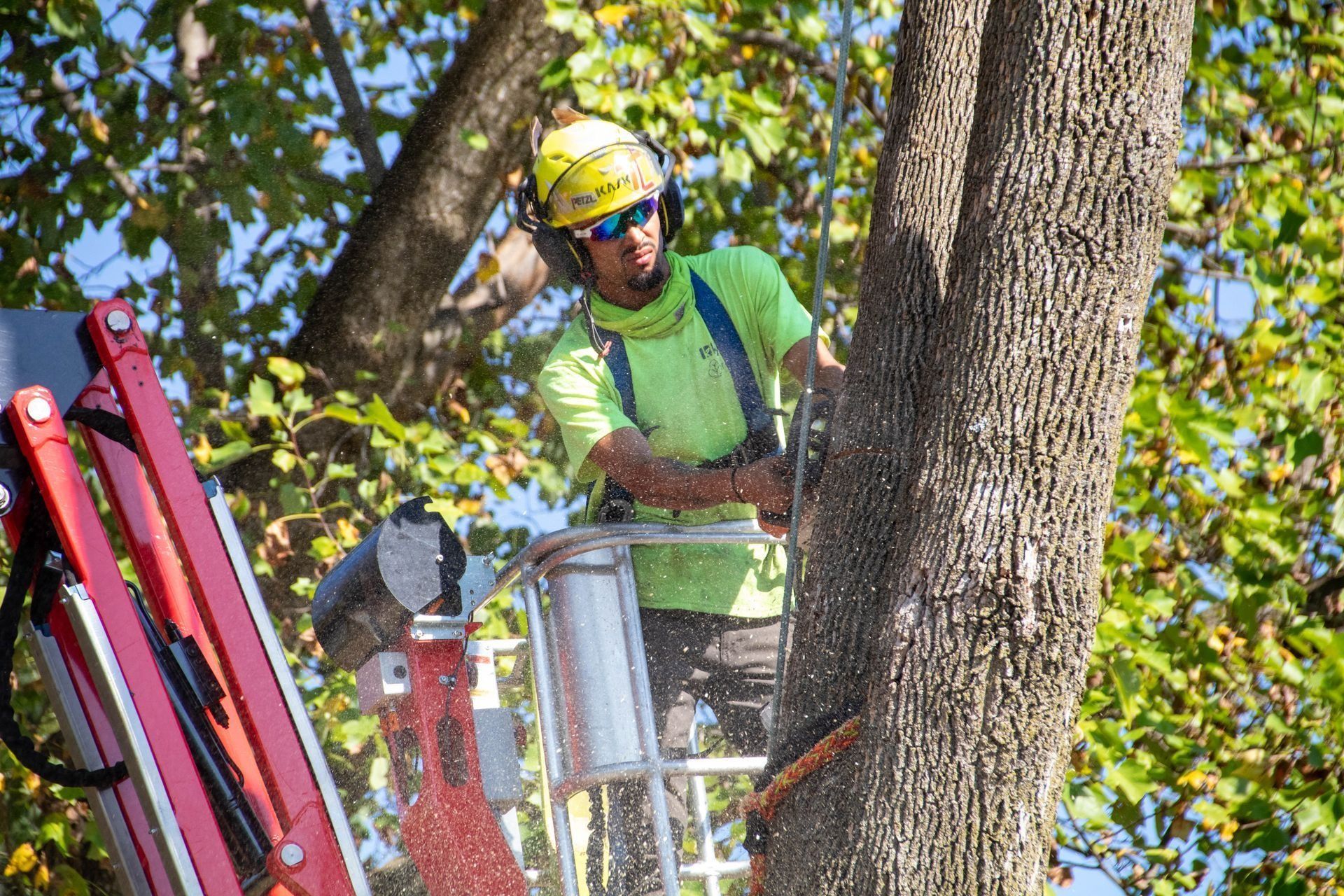 Arborist on a lift cutting a tree with a chainsaw, wearing a helmet and safety gear.