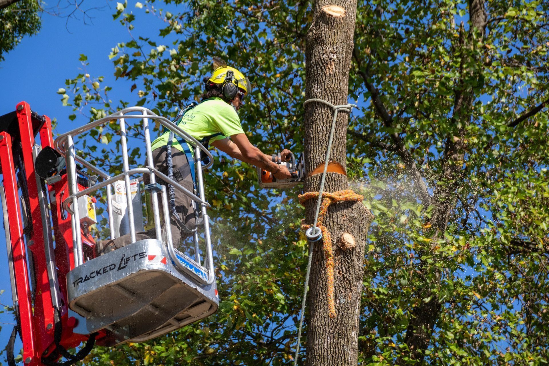 Tree worker in lift bucket using chainsaw to cut a tree limb, wearing safety gear, sunny outdoors.