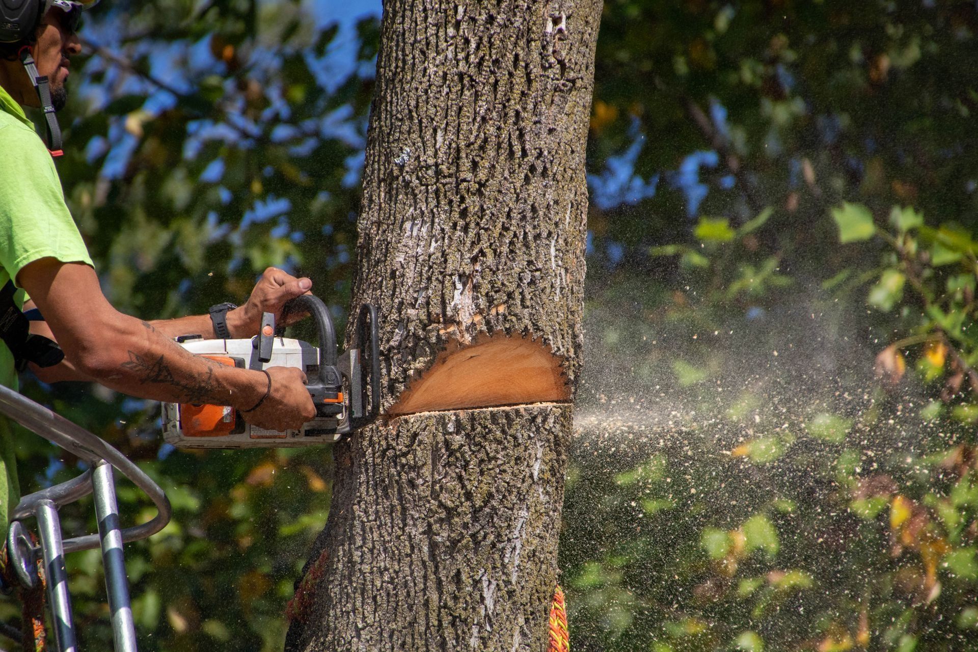 Arborist using a chainsaw to cut a tree trunk; wood chips fly.