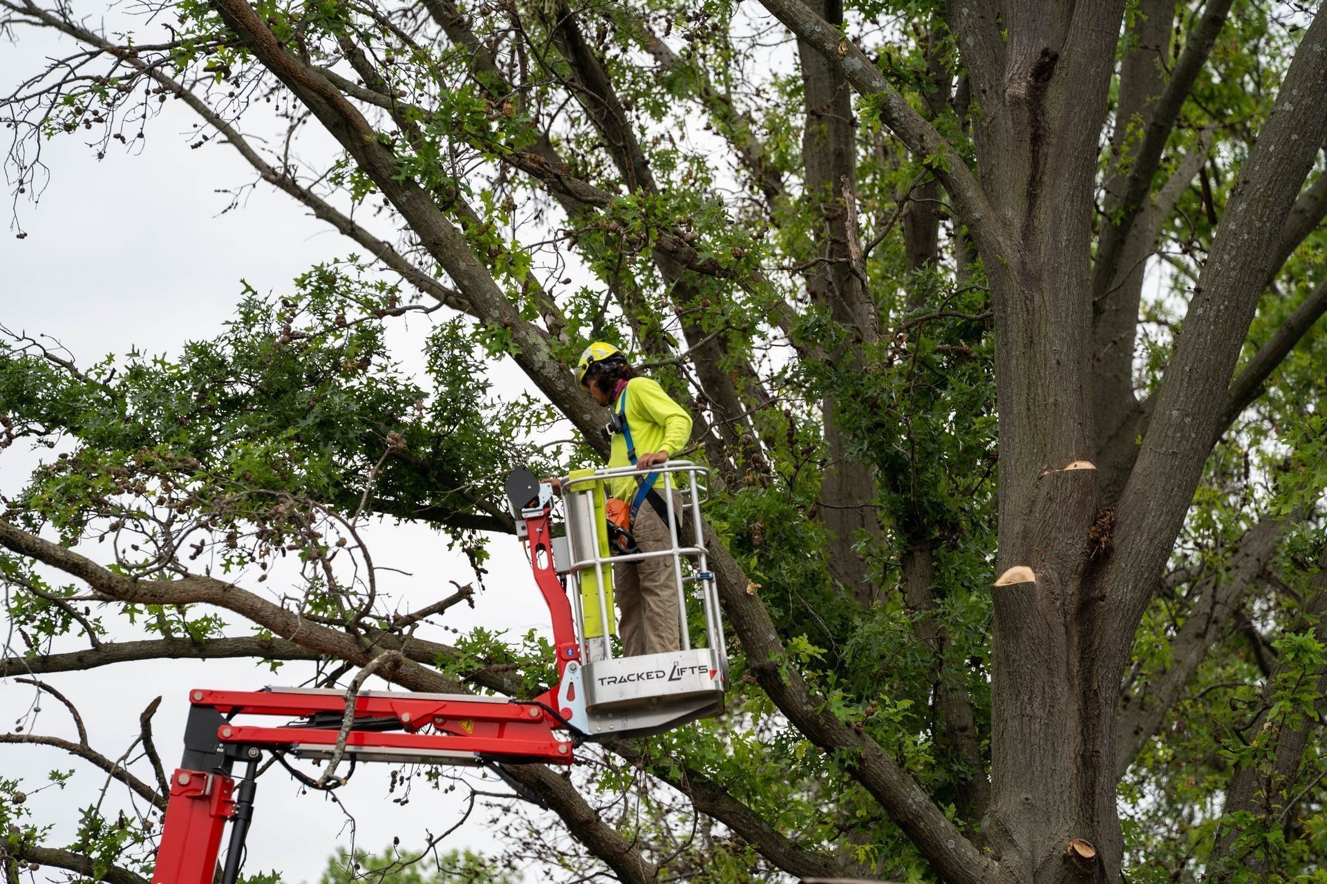 Arborist in a lift trimming branches from a large tree.