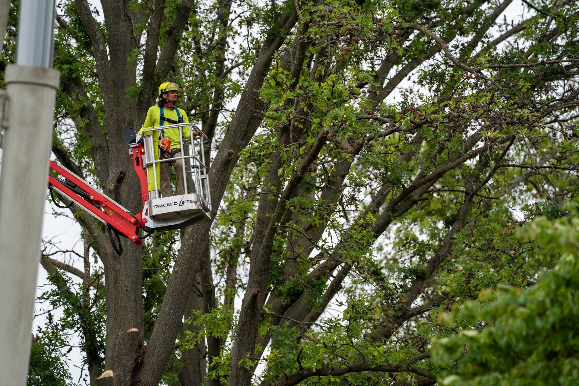 Arborist in an aerial lift trims a large tree; wearing safety gear, bright colors.