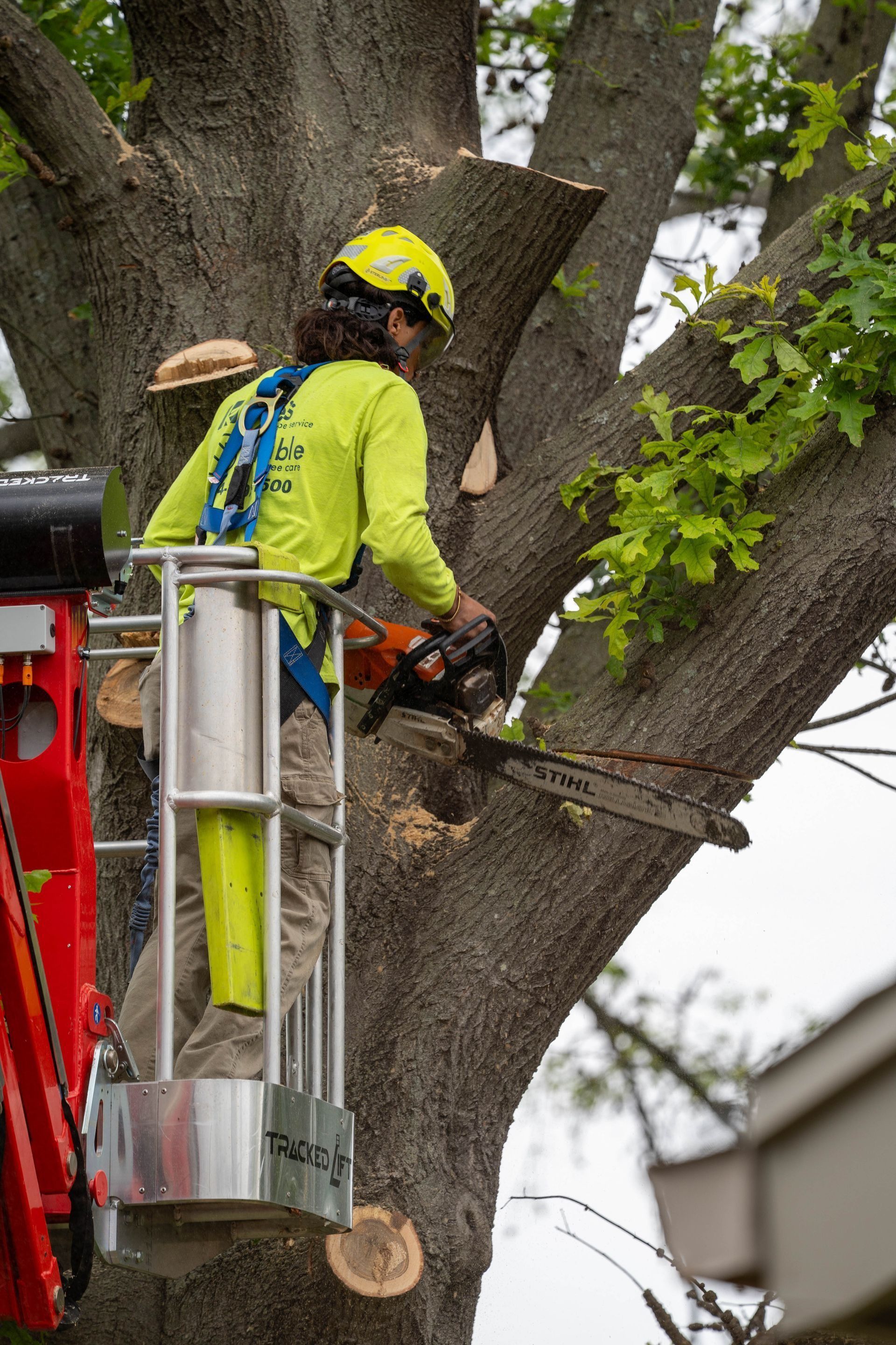 Tree worker in a lift, using a chainsaw to trim a large tree branch. Yellow safety gear.