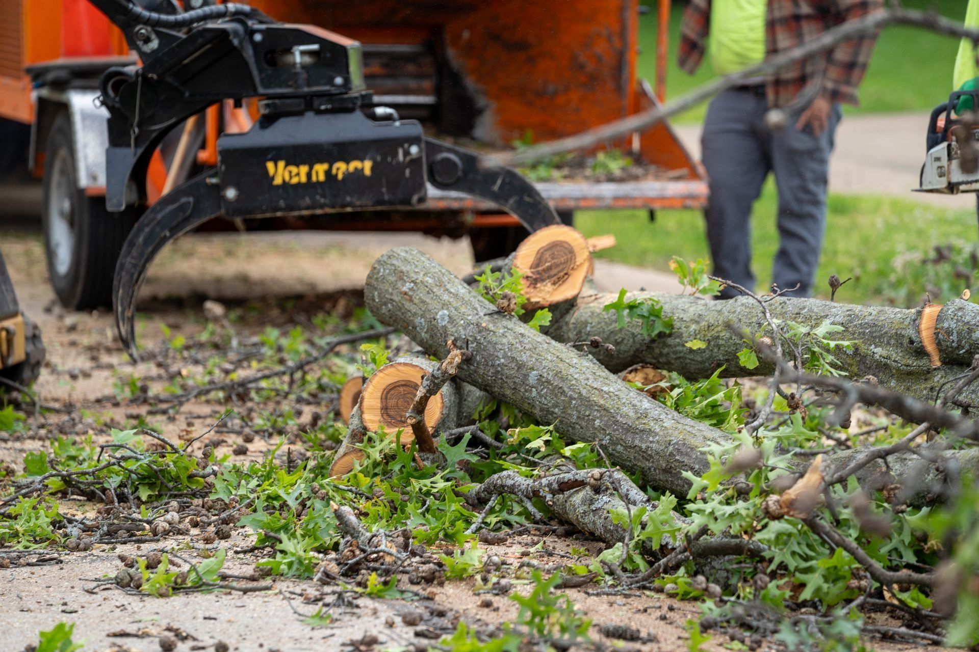 Wood chipper grinding tree limbs. Green leaves and cut logs on ground.
