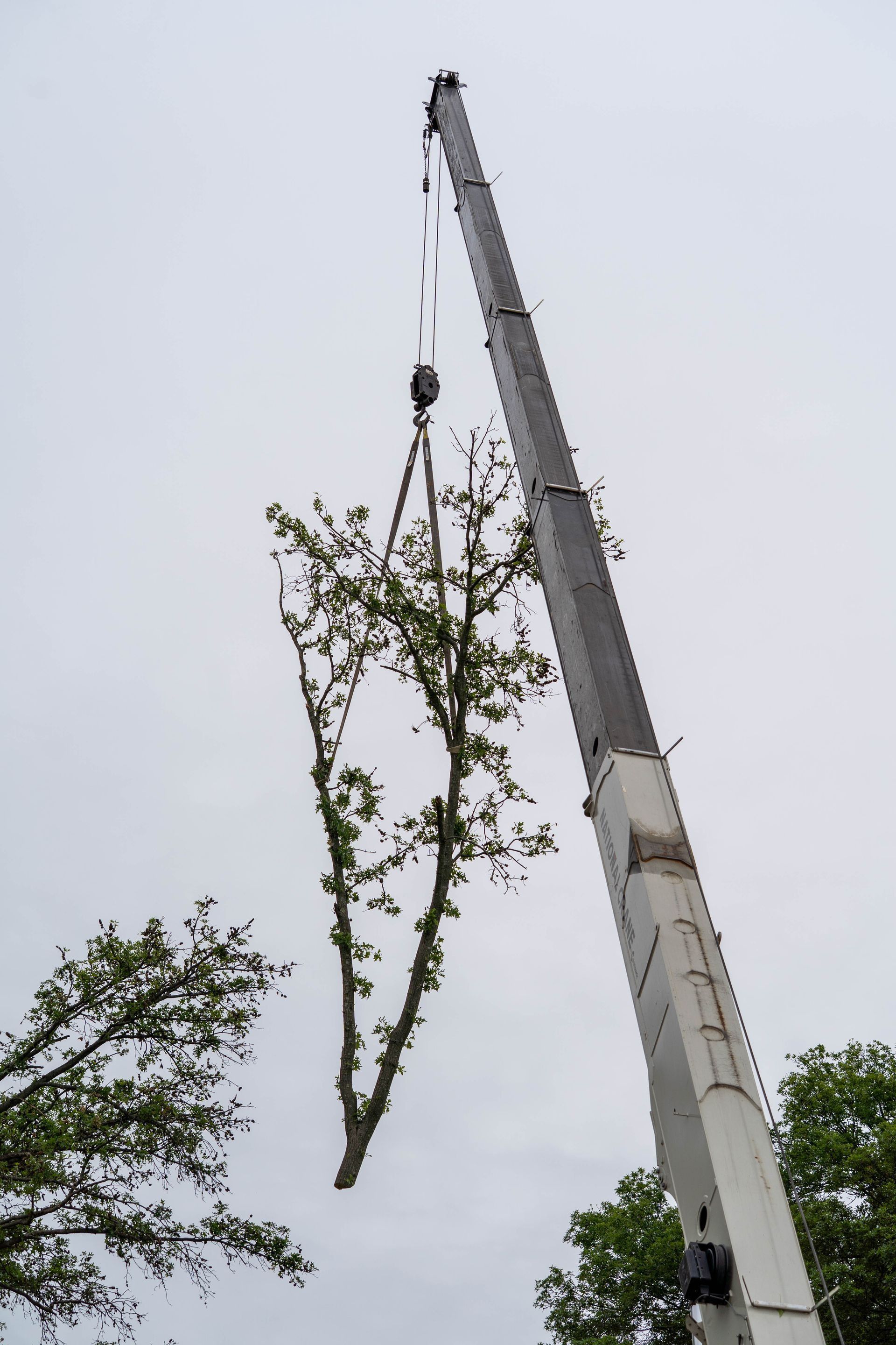 A tall crane lifting a tree against a cloudy sky.