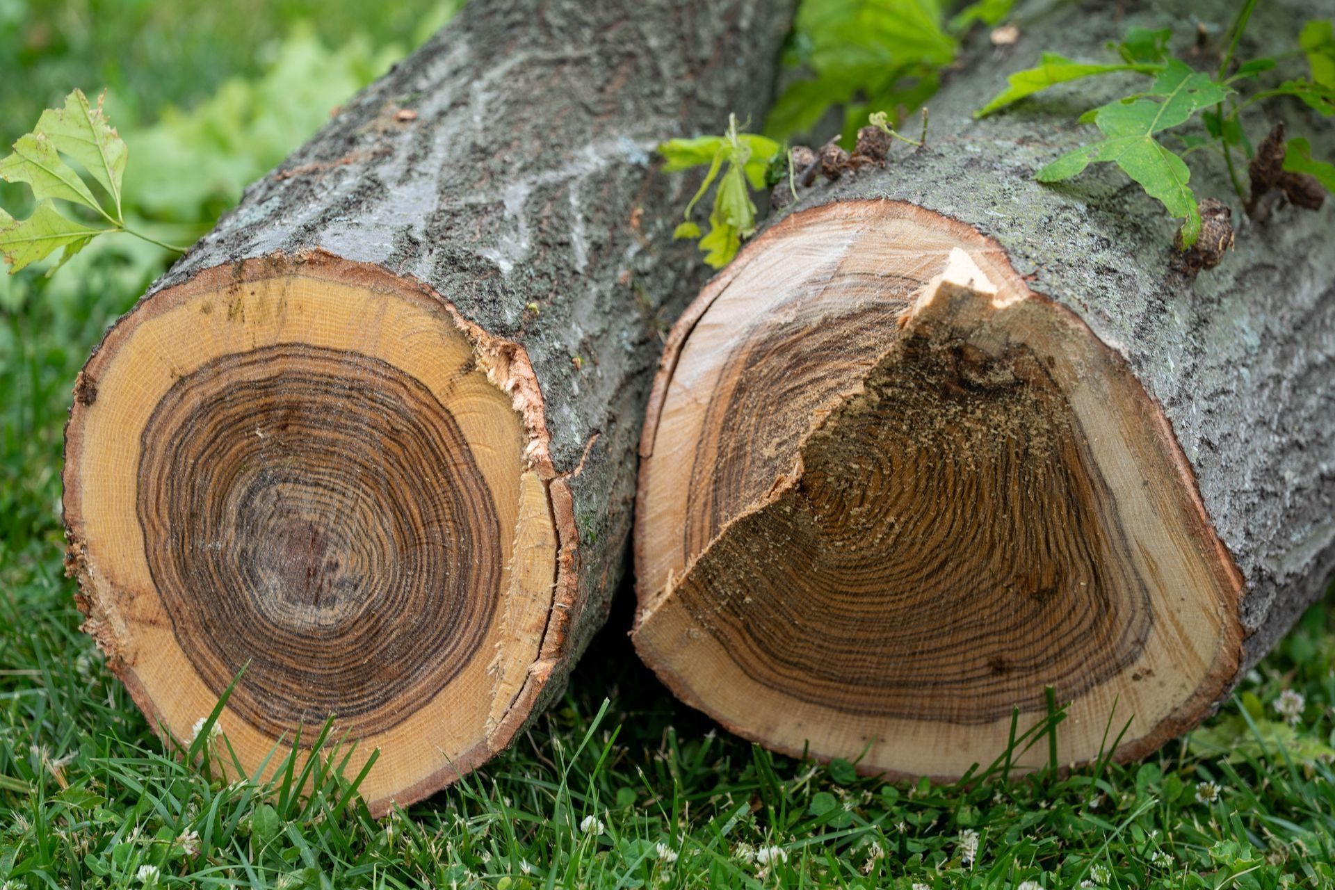 Cross-sections of two logs showing concentric growth rings, varying colors.