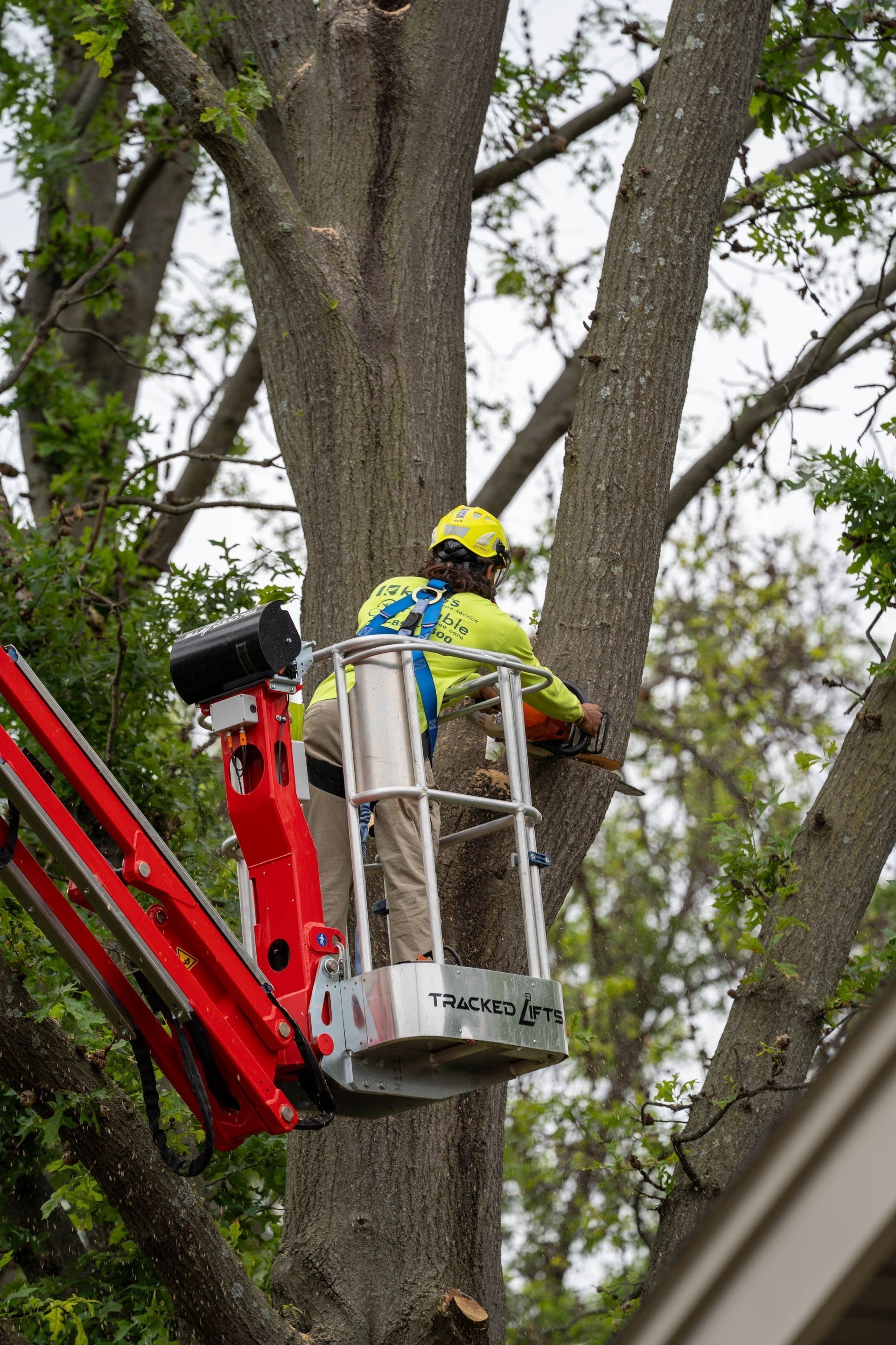 Arborist in a lift bucket, trimming tree branches with a chainsaw.